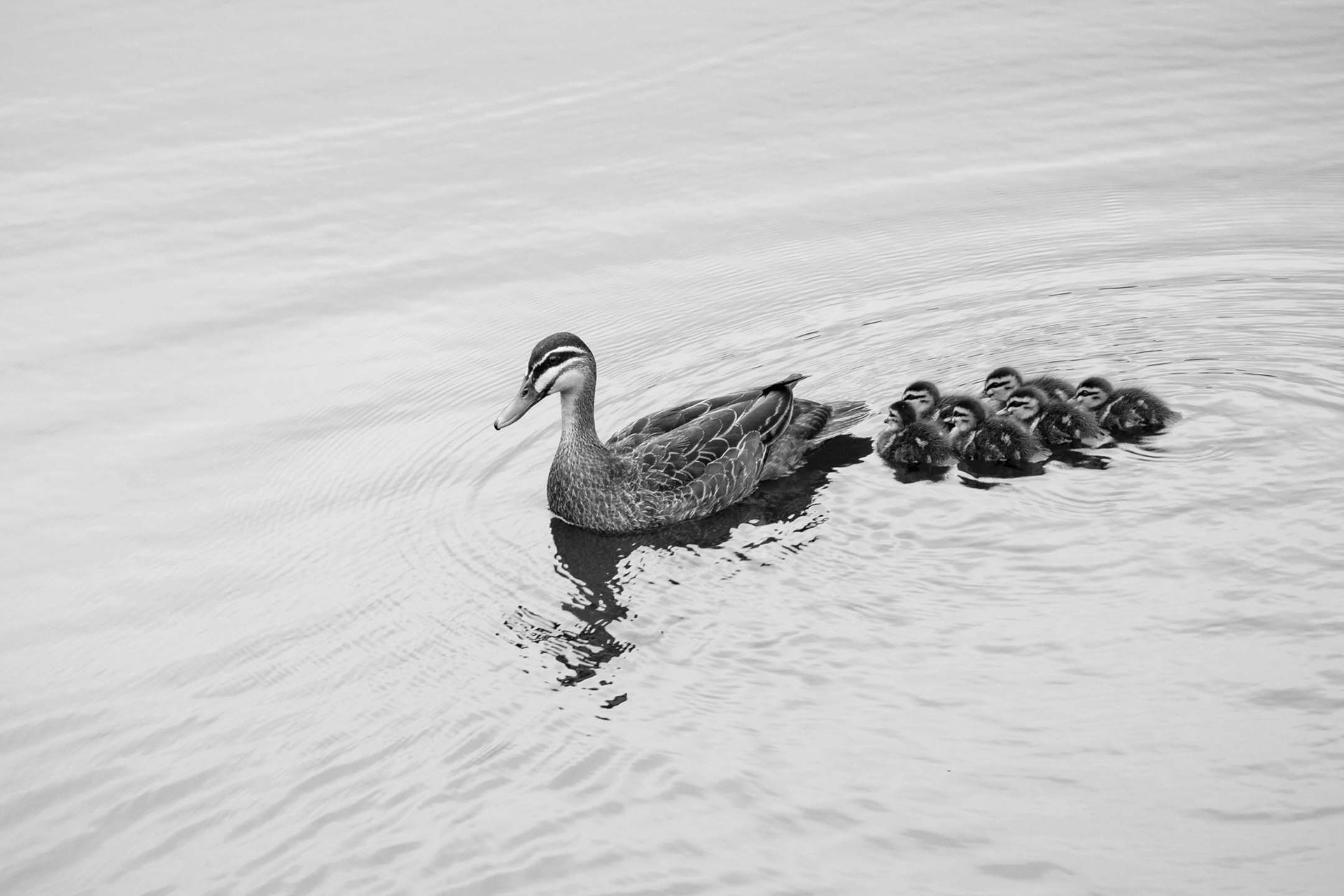 What's that rhyme about ducks again?