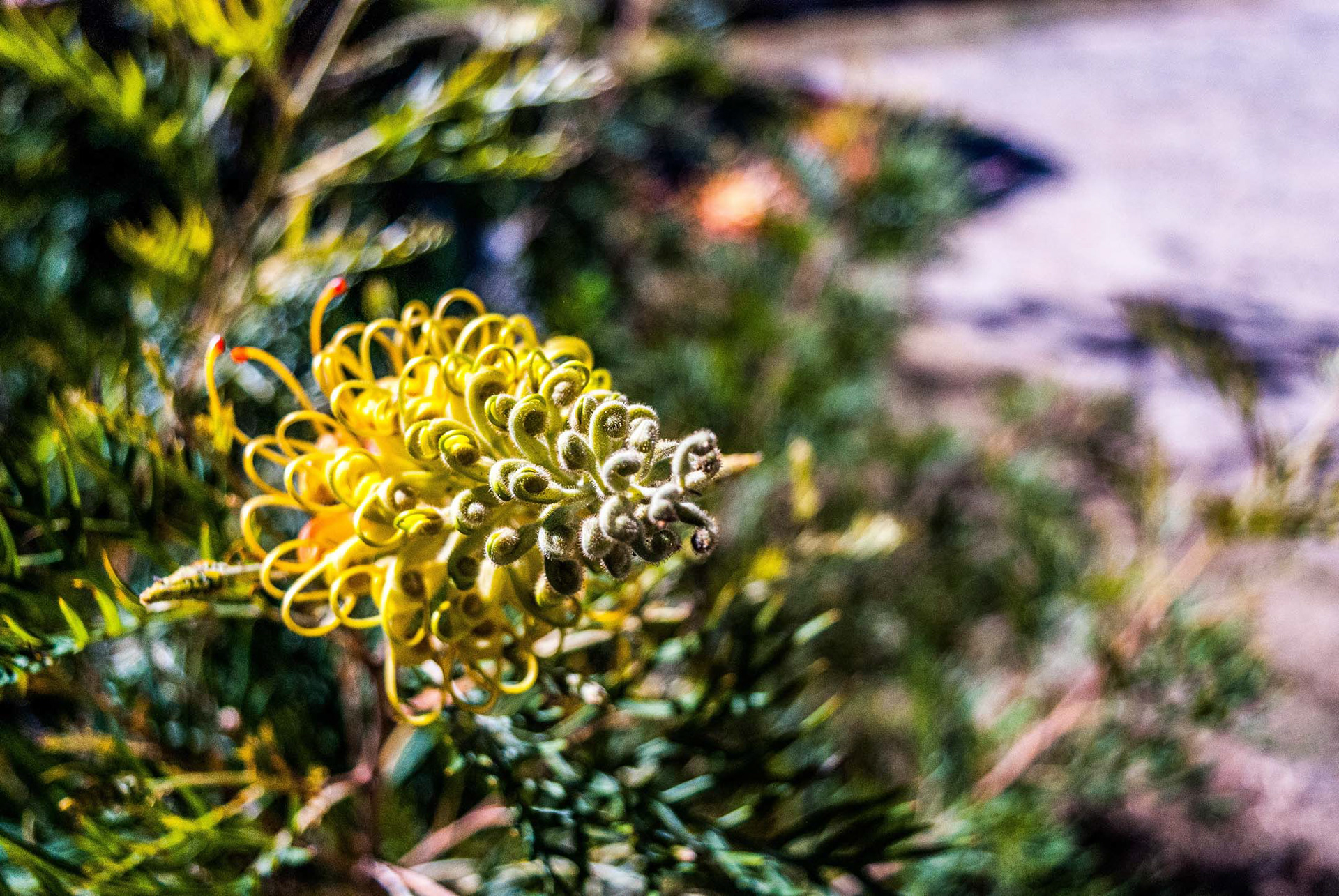 It's Macro May! And here's shot no. 2 from the Macro May series. I have no idea what plant or what part of the plant this is supposed to be...