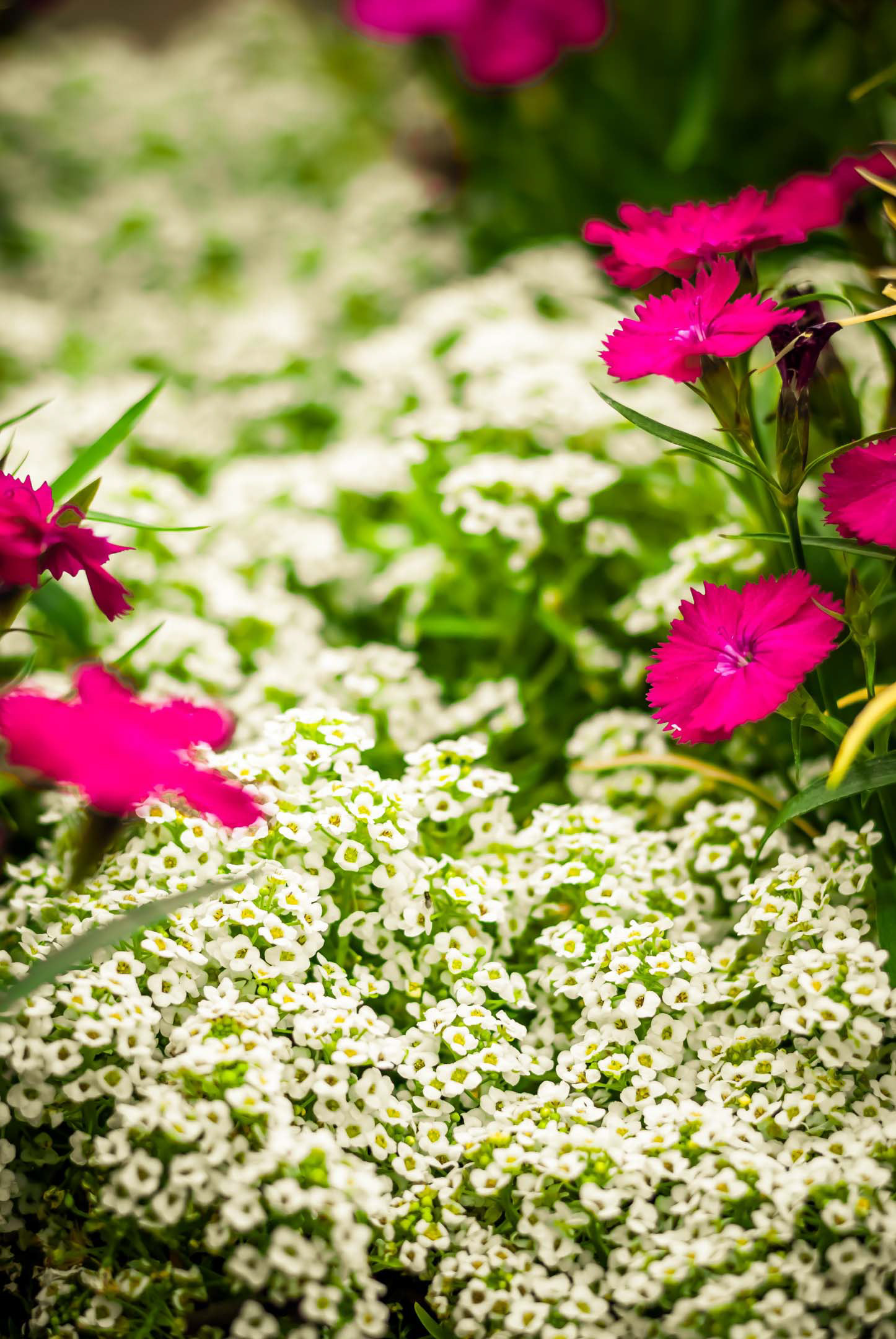 Here's another photo of a flower bed. Which one do you prefer; this or the previous one?