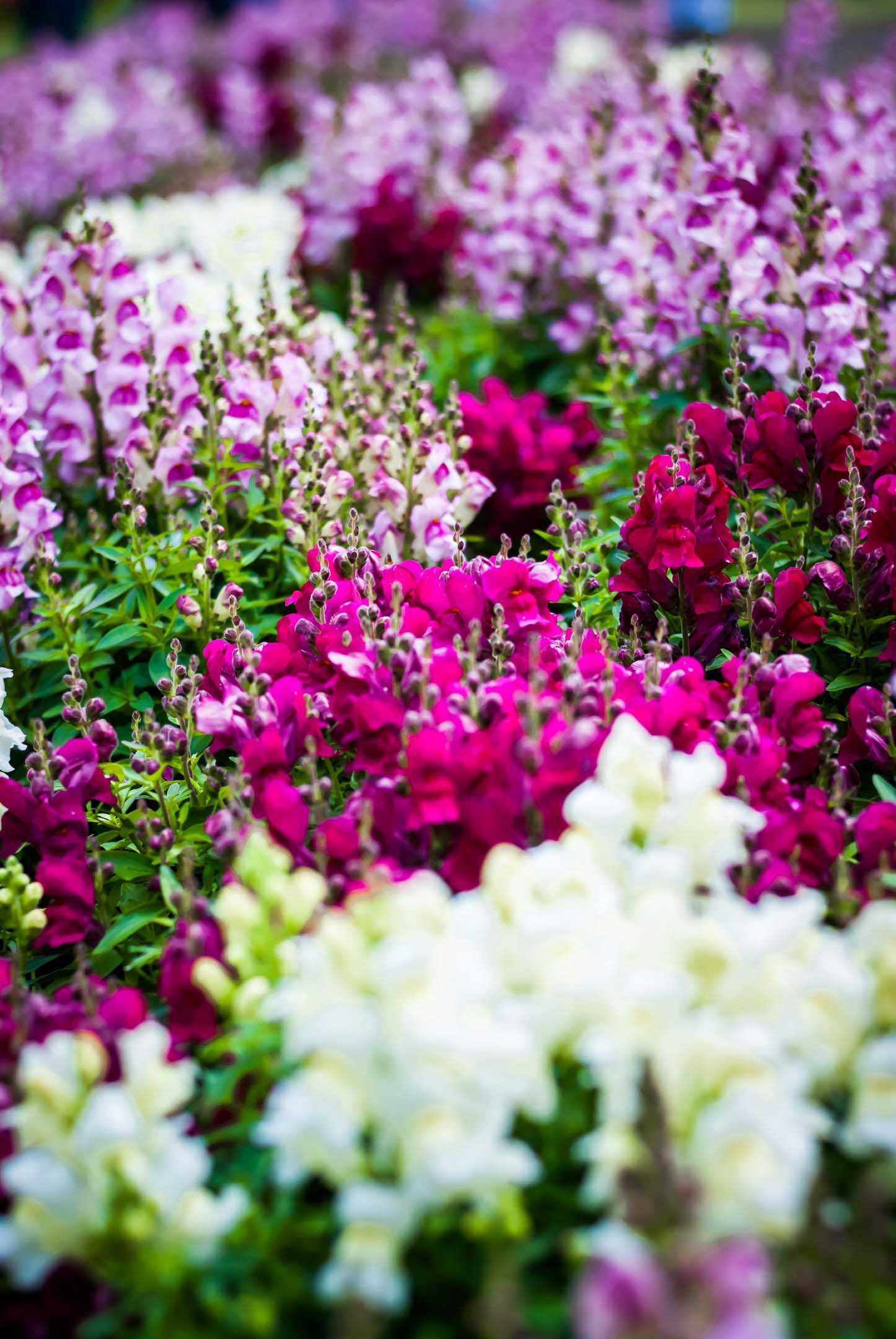 Here's a photo of a flower bed which I took when visiting the Toowoomba Flower Show, 2014.