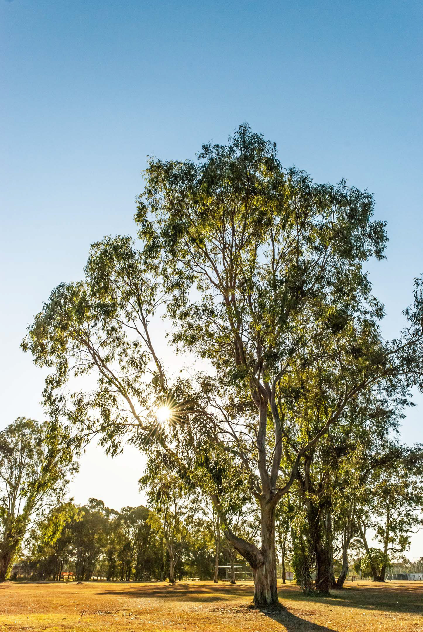 Here's a shot I took of a tree with the sun right behind it. I was hoping for the sun-star to be a bit more pronounced. Nevertheless here's what I managed to capture.