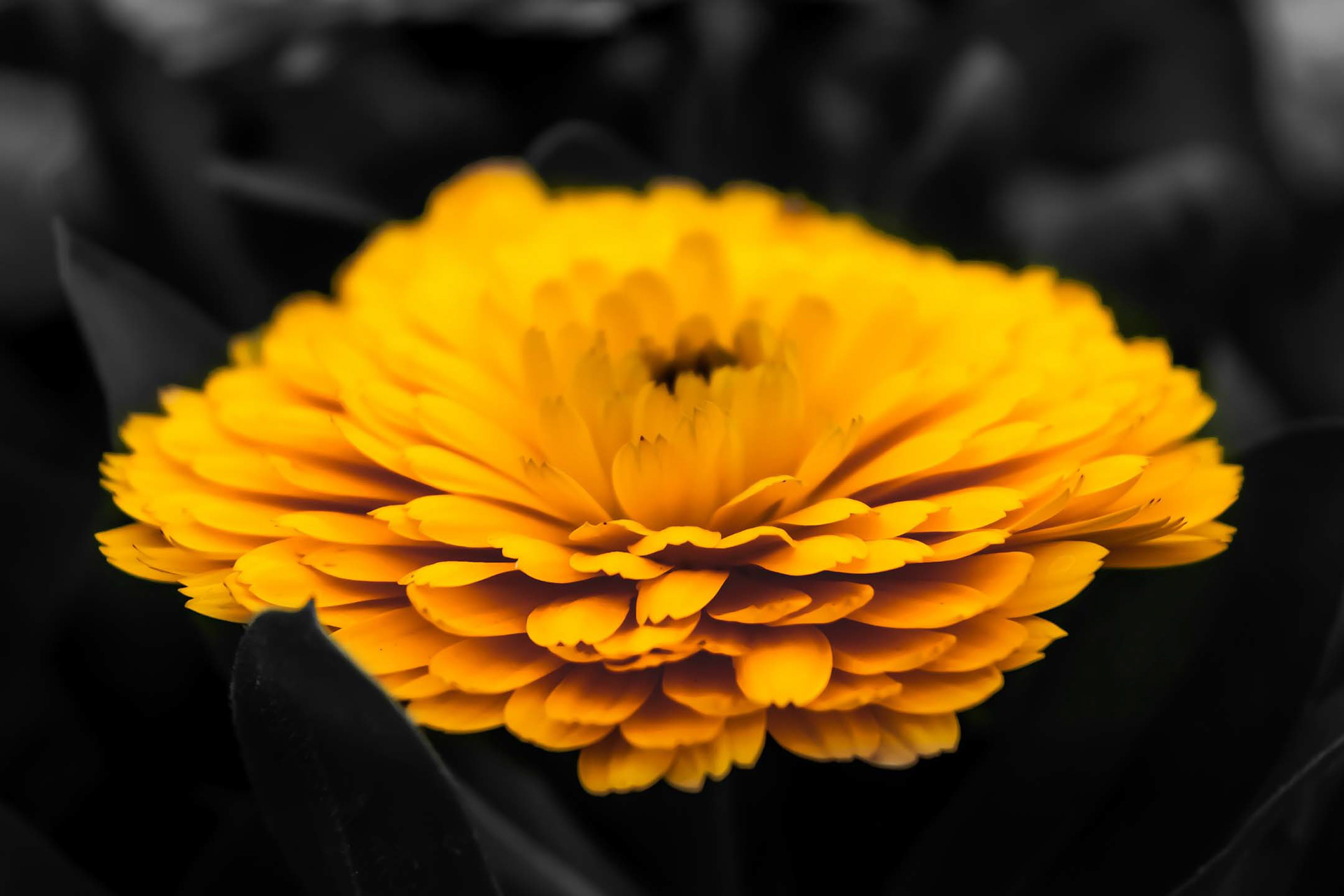 Would you make this your wallpaper? What do you think?