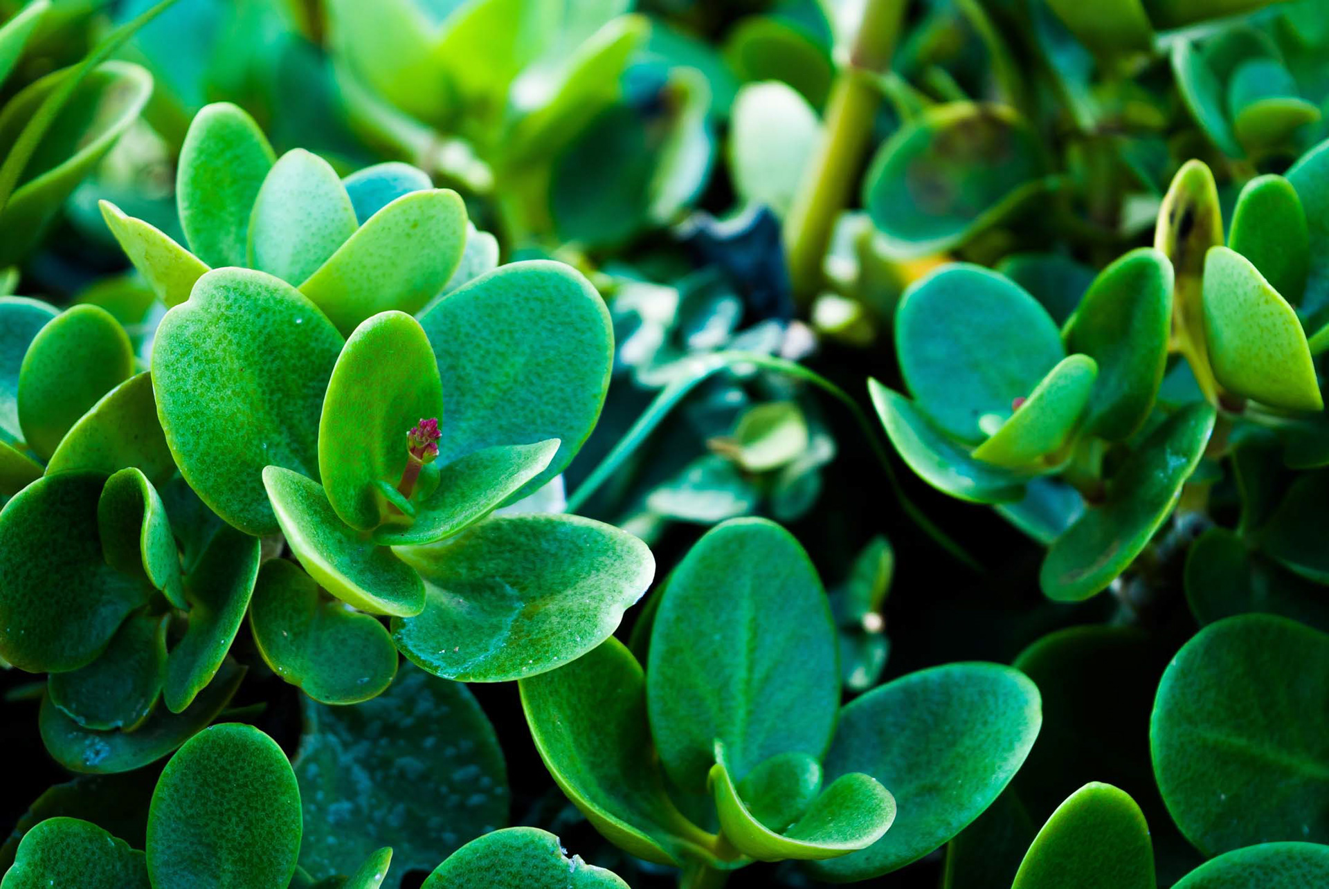 Here's shot no. 5 and final of this year's Macro May series.