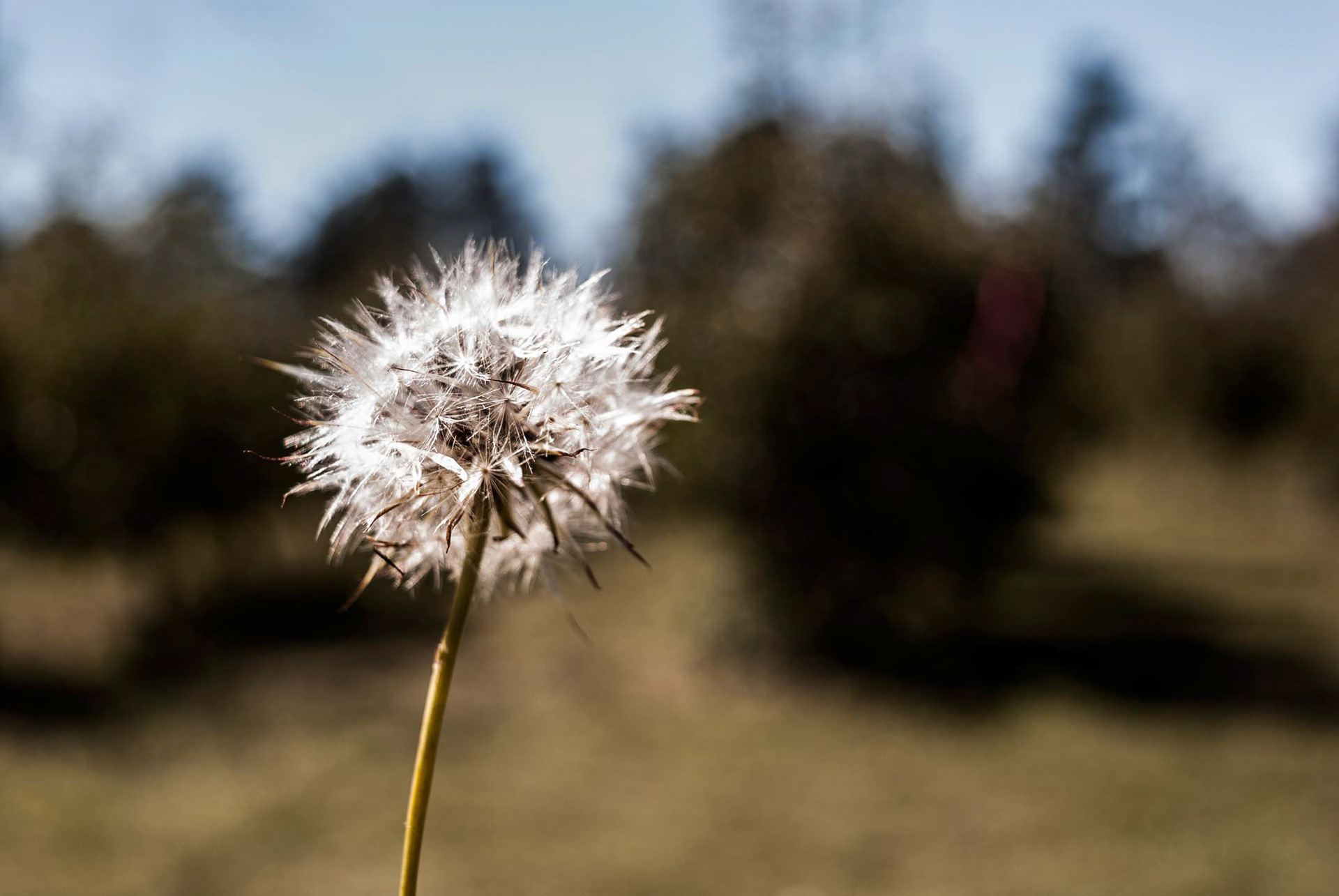 Presenting to you, the 25th post of Sights of Life Photography (as published in the original blog), and shot no. 3 of the Macro May series. Thanks to a great idea by a great friend, here's what I captured.