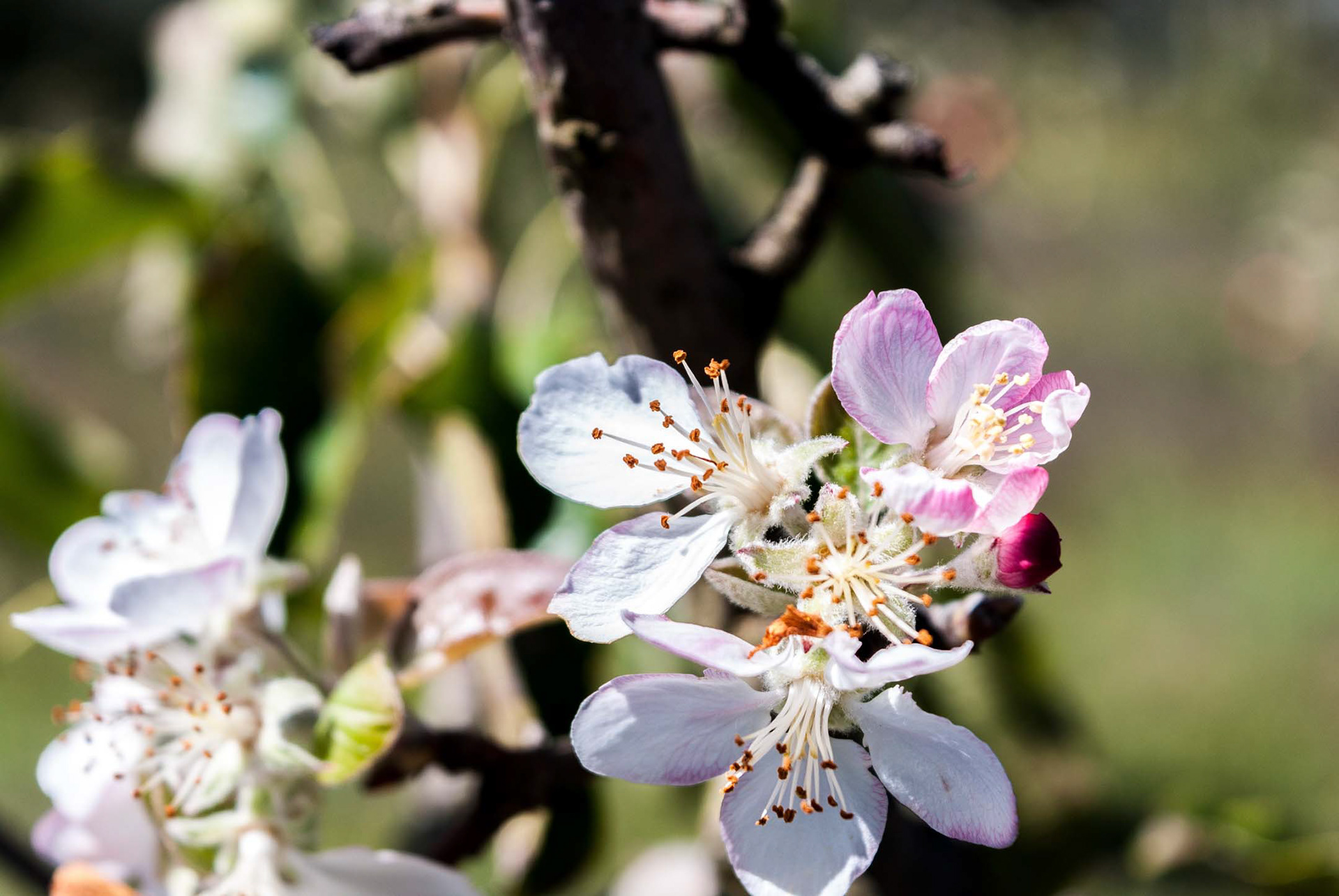 It's soon going to be macro May! So here's a "pre-release" of a macro shoot I took at an apple farm.