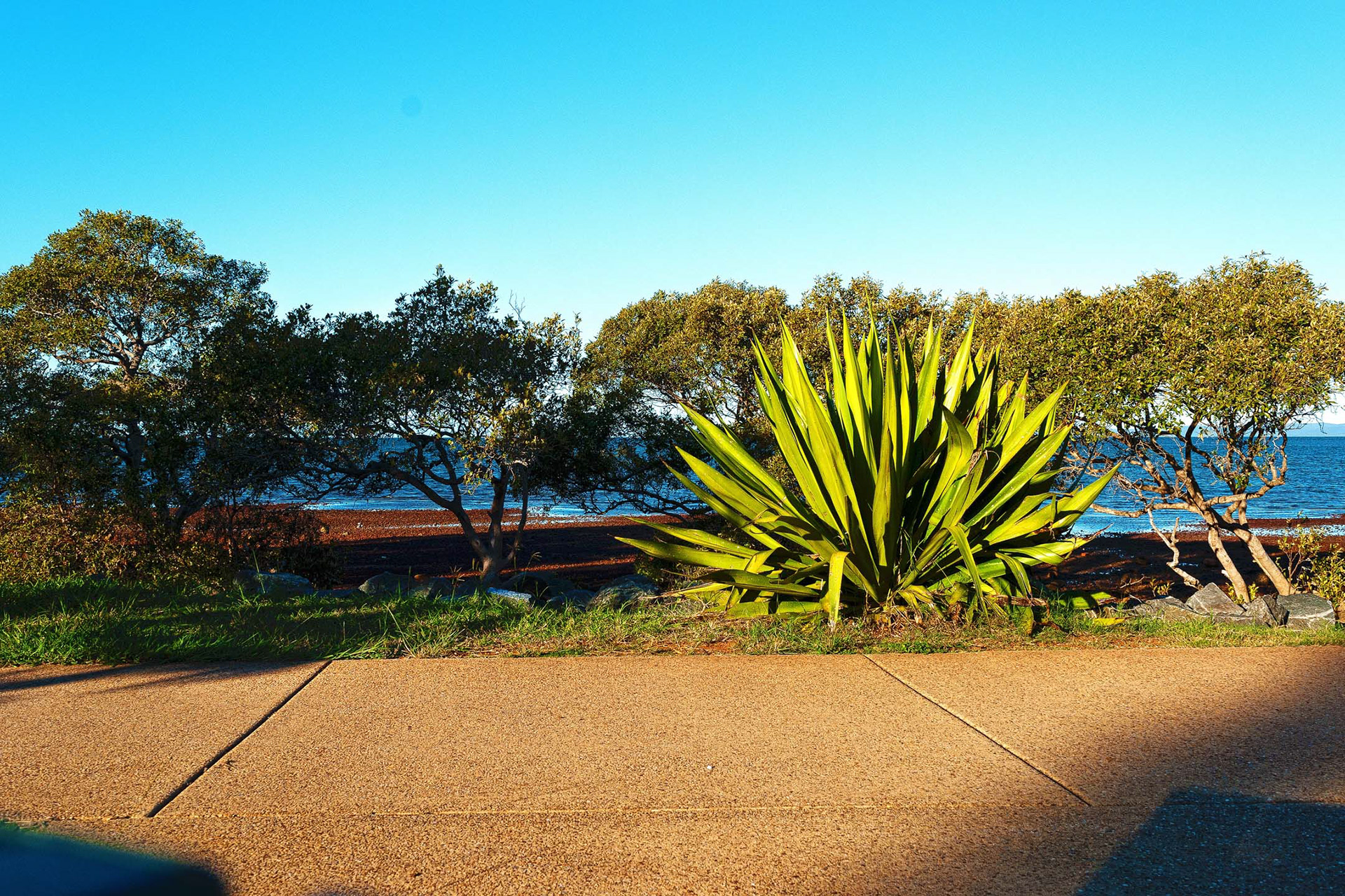 ​Here's a HDR picture of a decorative shrub (correct me if I am wrong) that I found at a beach/park I visited.
