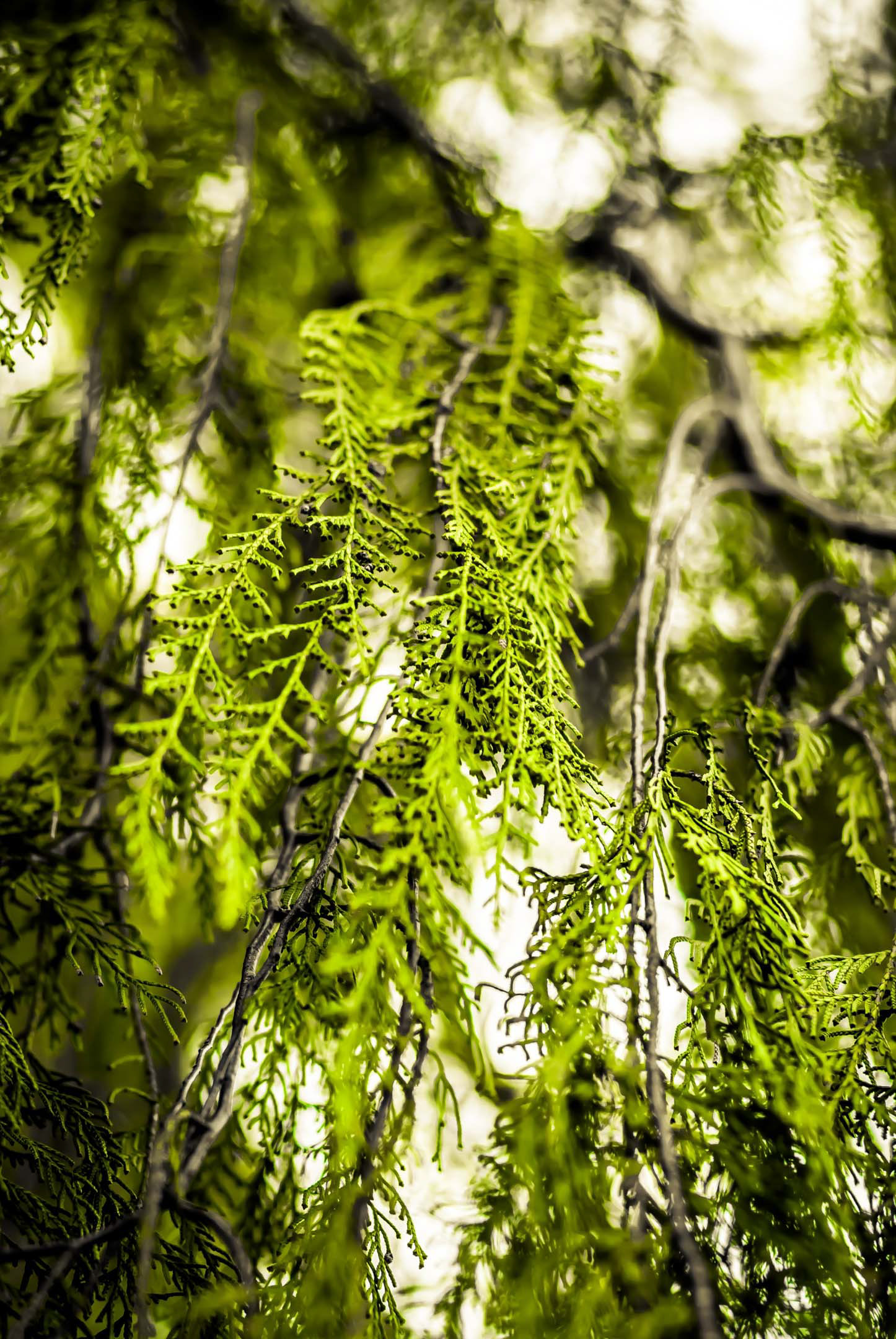 These leaves do not look like "classic" leaves. But they let for a cool photograph with my Nikon AF-S NIKKOR 50mm f/1.8G lens.