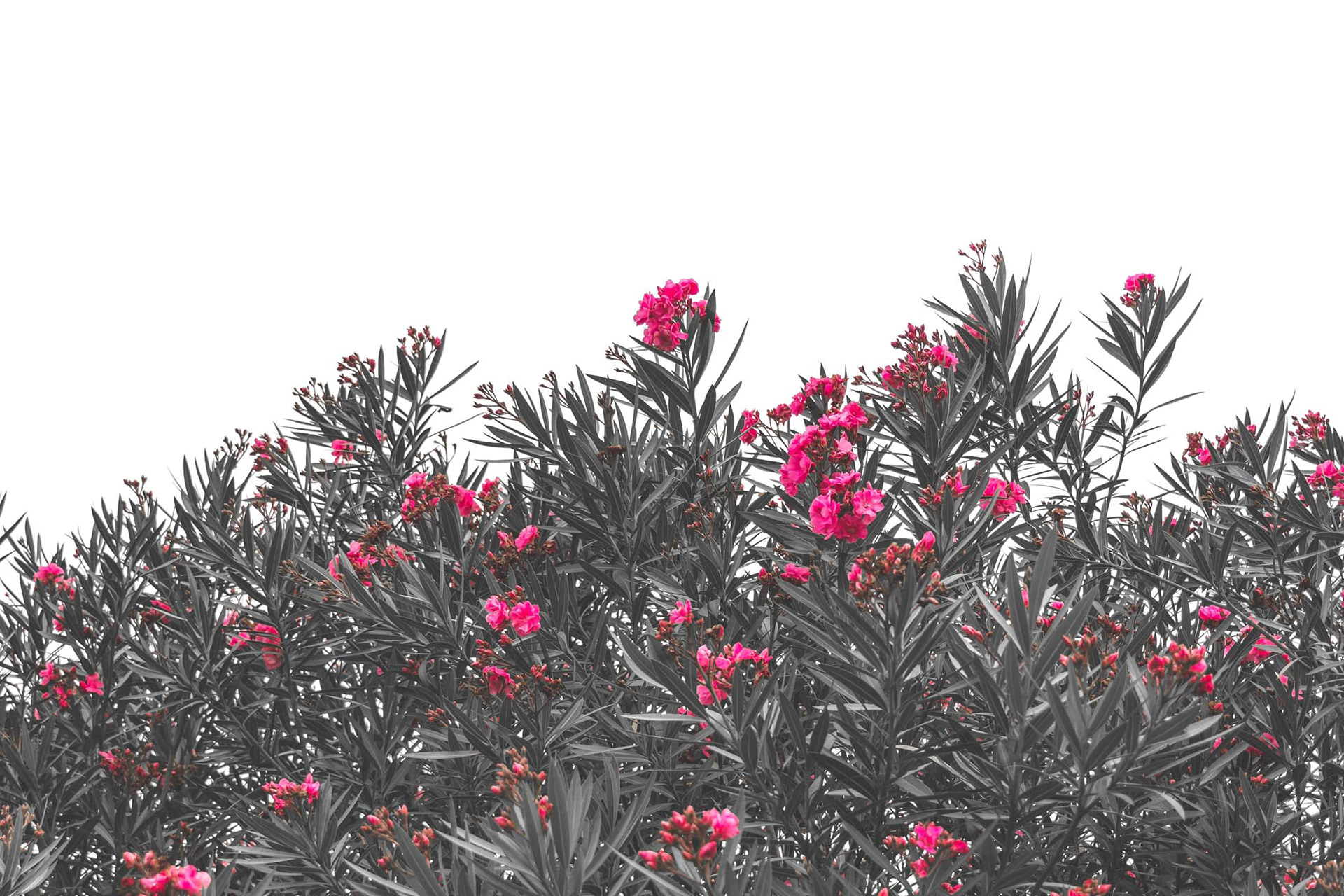 Here's another test shot from my new camera! 😃