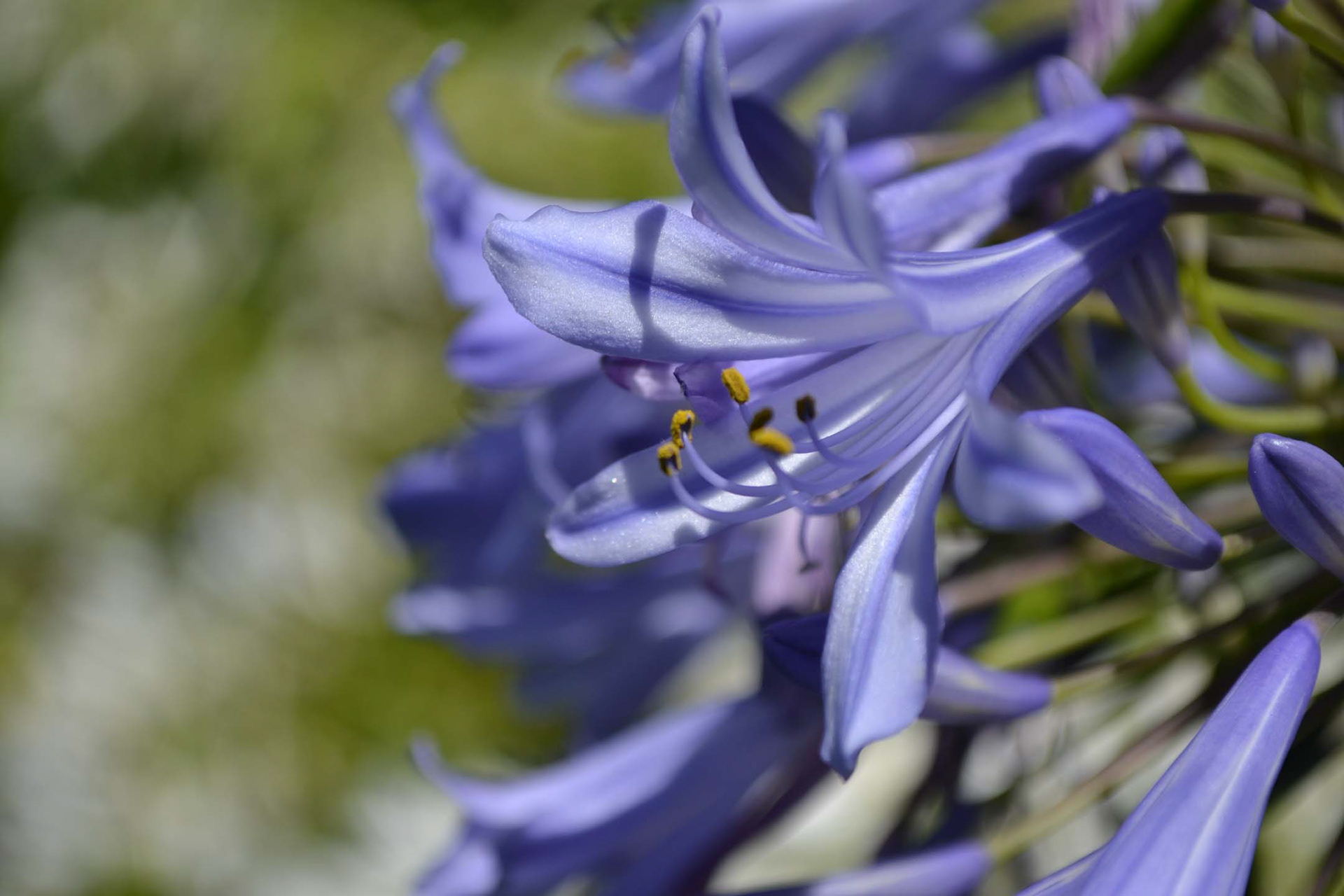 Out in a park at Melbourne...