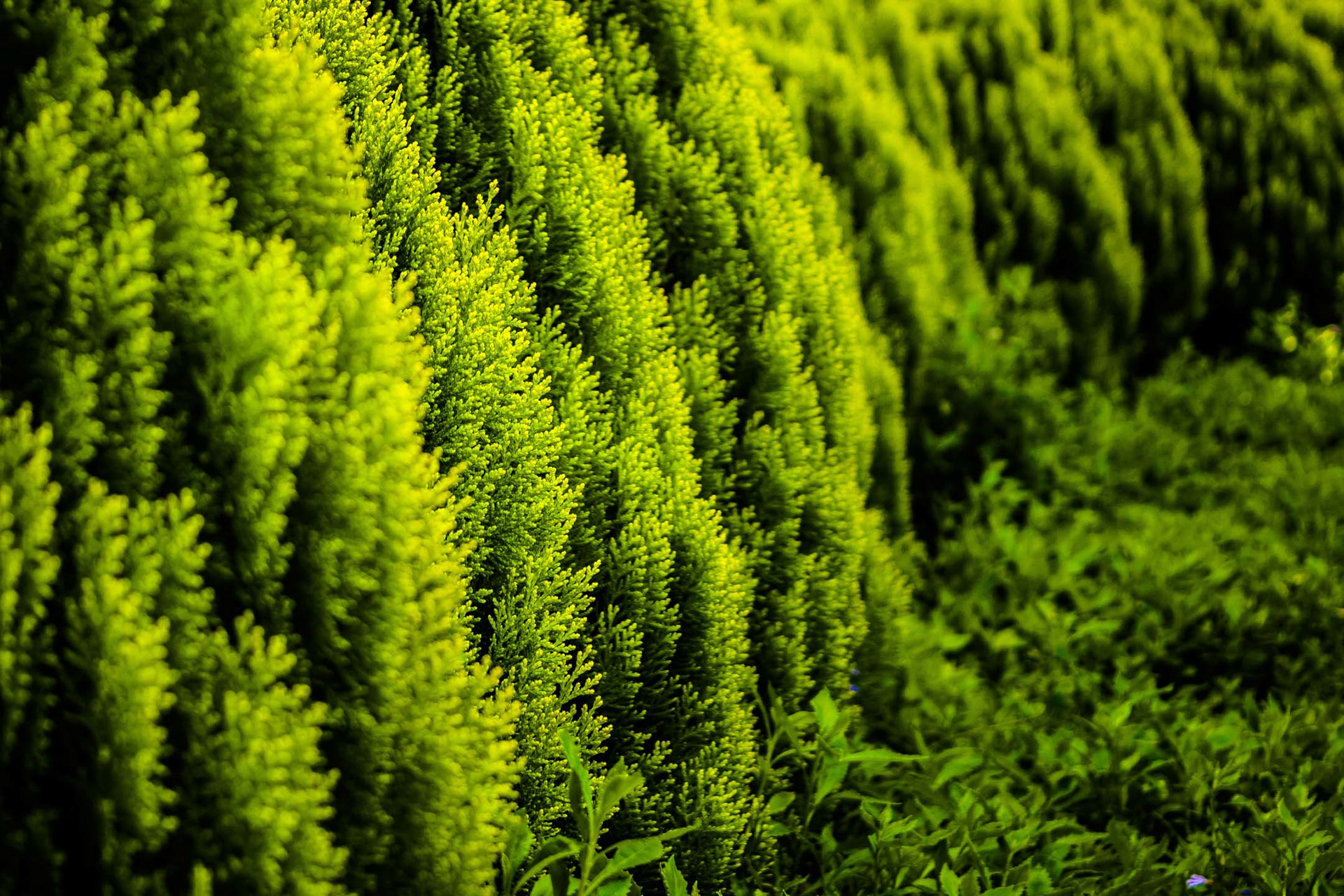 I took this shot when I visited a botanical garden. The bush's "layout" was curved and so this view came to my mind.