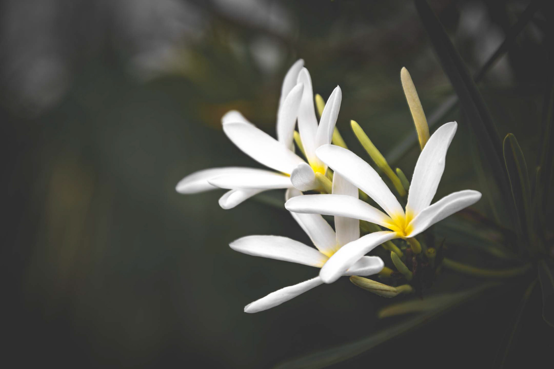 Flowaaa!!! TBH, I just couldn't come up with a decent caption for this... 🤷‍♂️