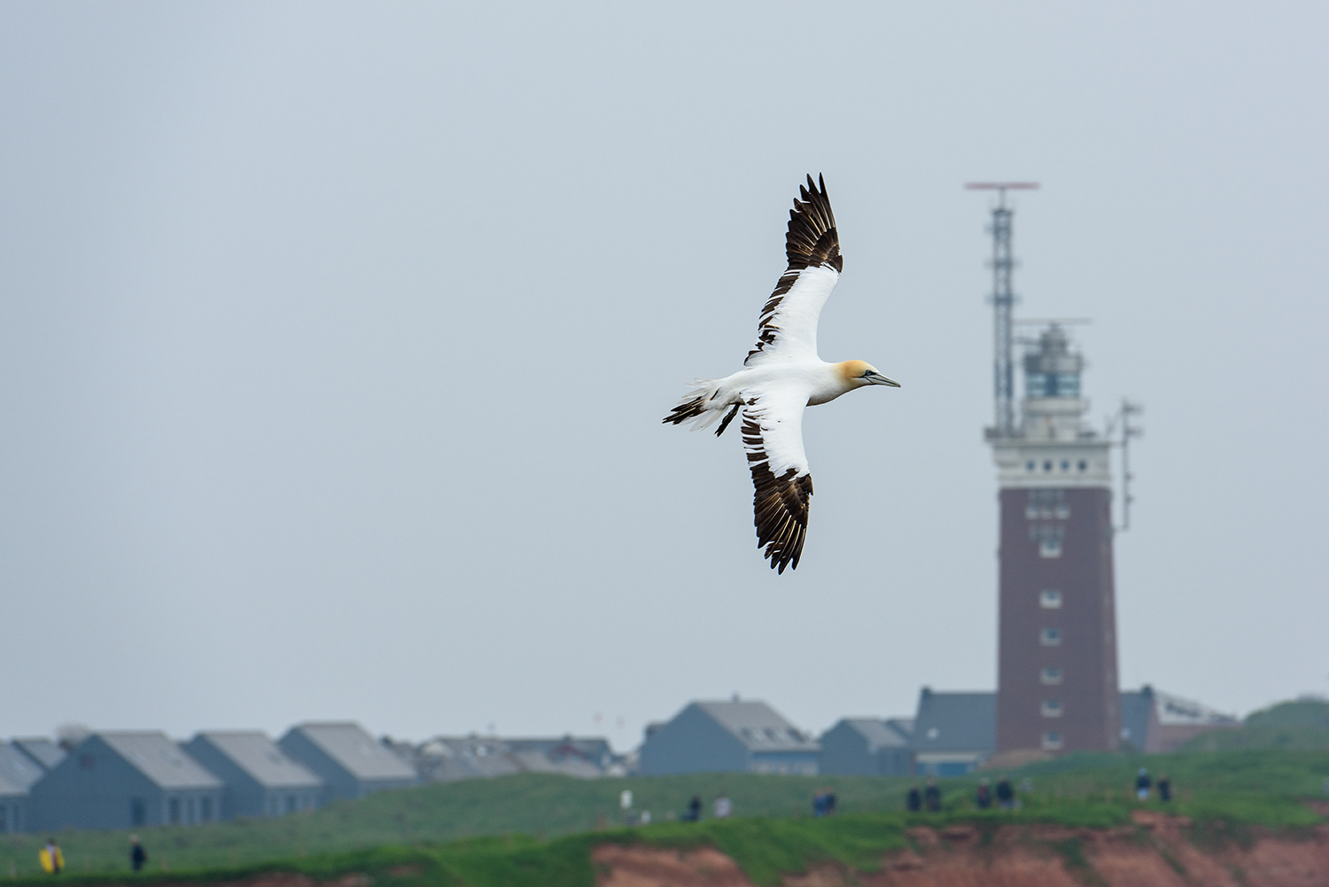 Basstölpel im Flug mit dem Leuchtturm Helgoland im Hintergrund