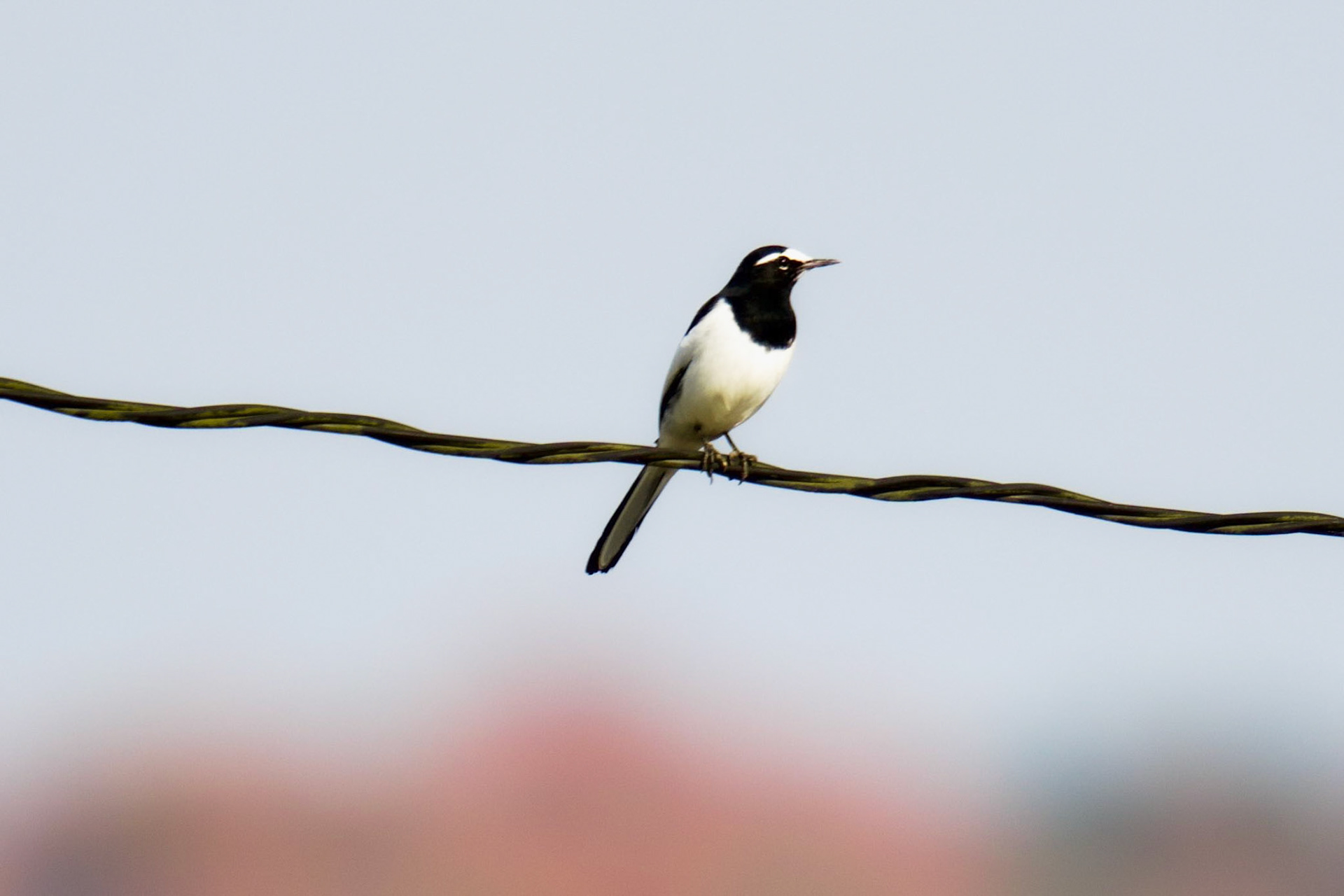 セグロセキレイ