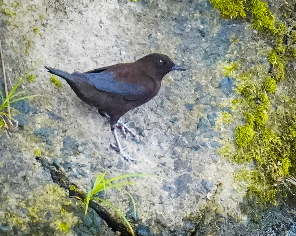 カワガラス