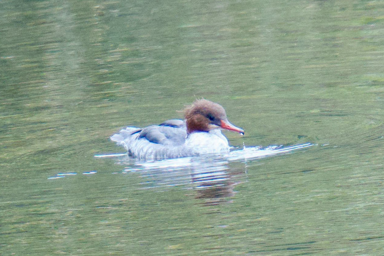 カワアイサ（雌）