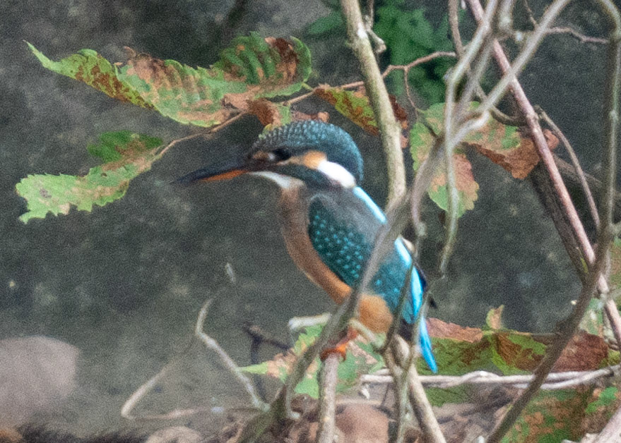 カワセミ