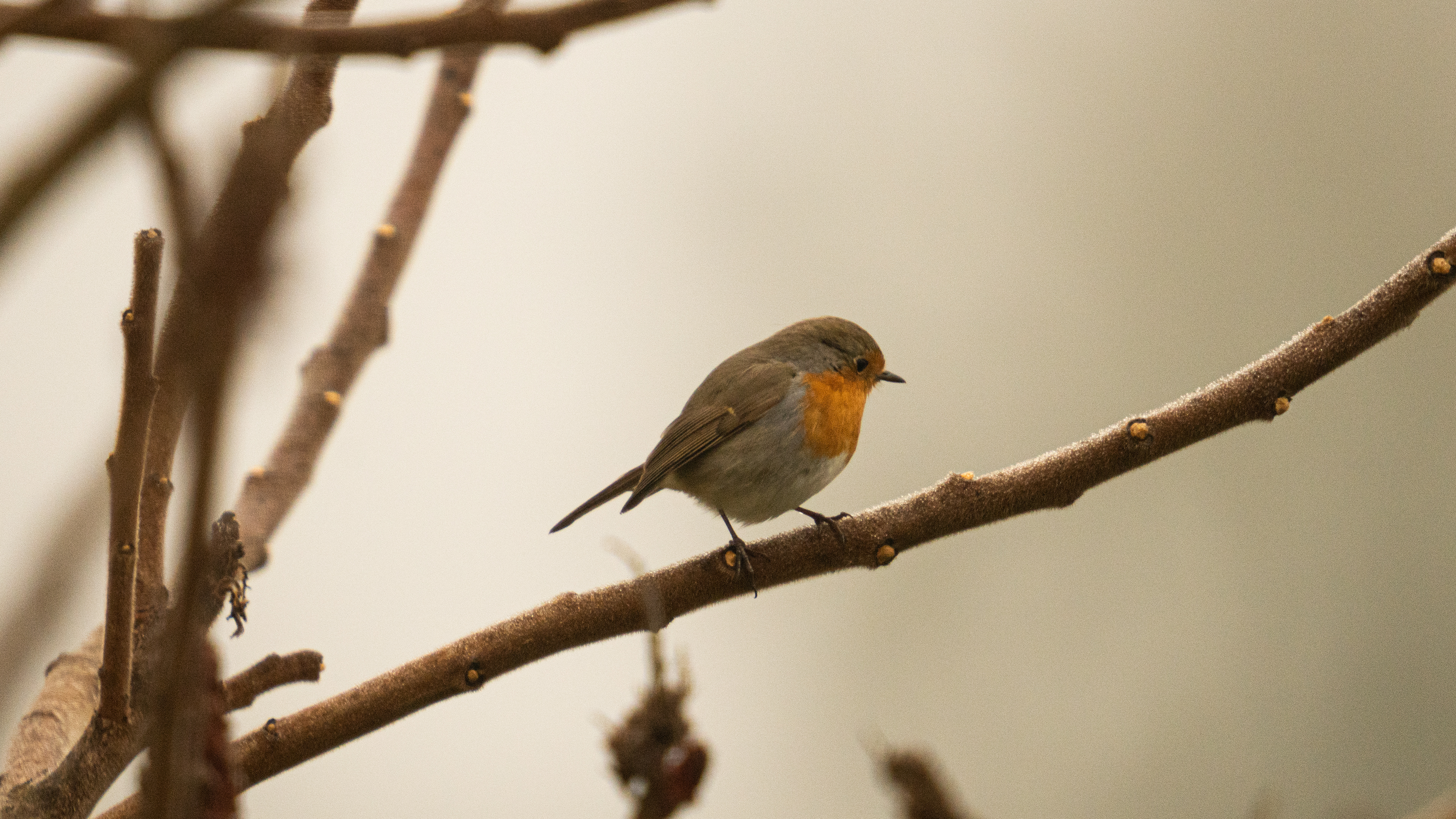 Rouge gorge