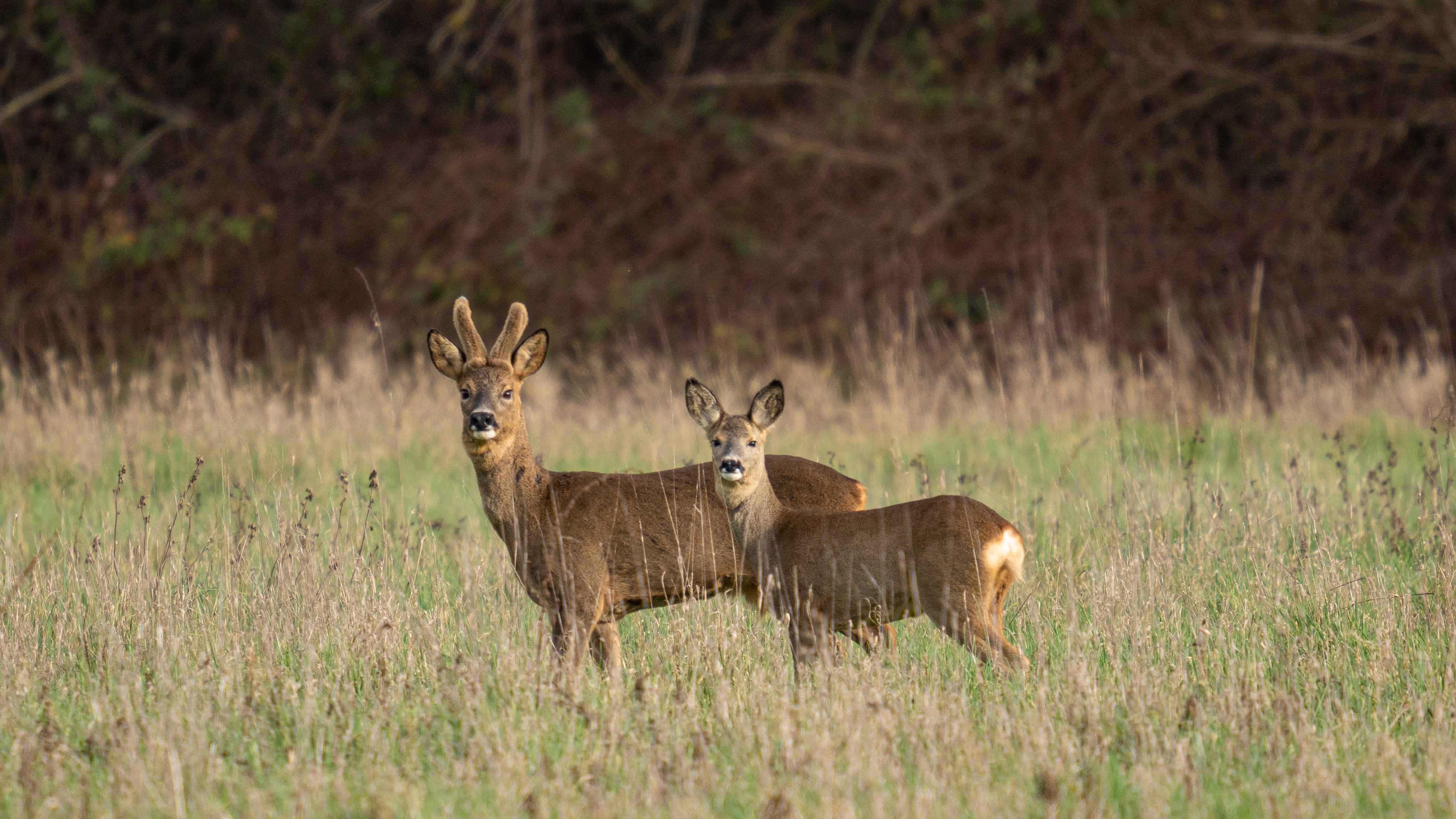 Brocard & chevreuil