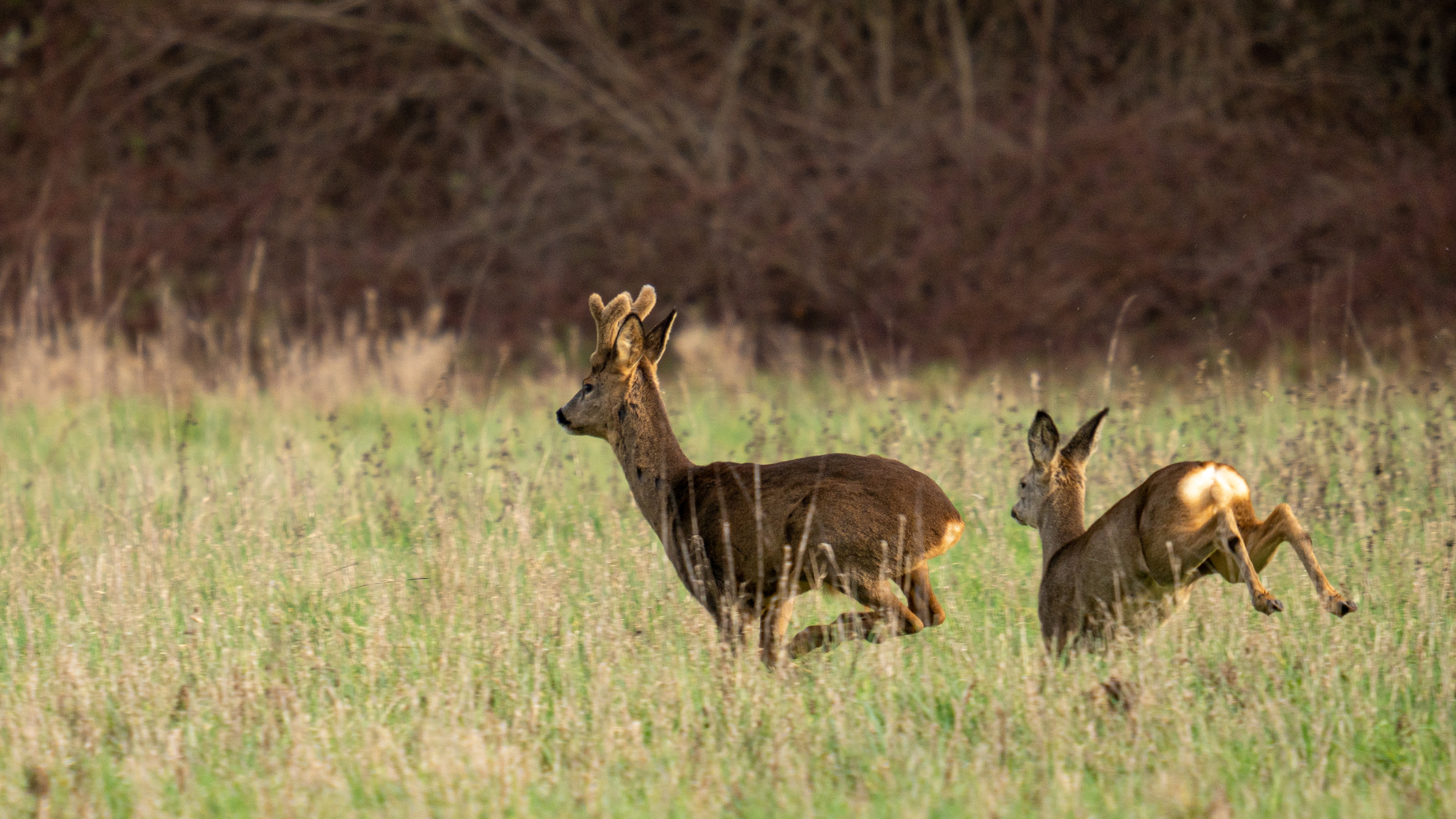 Brocard & chevreuil