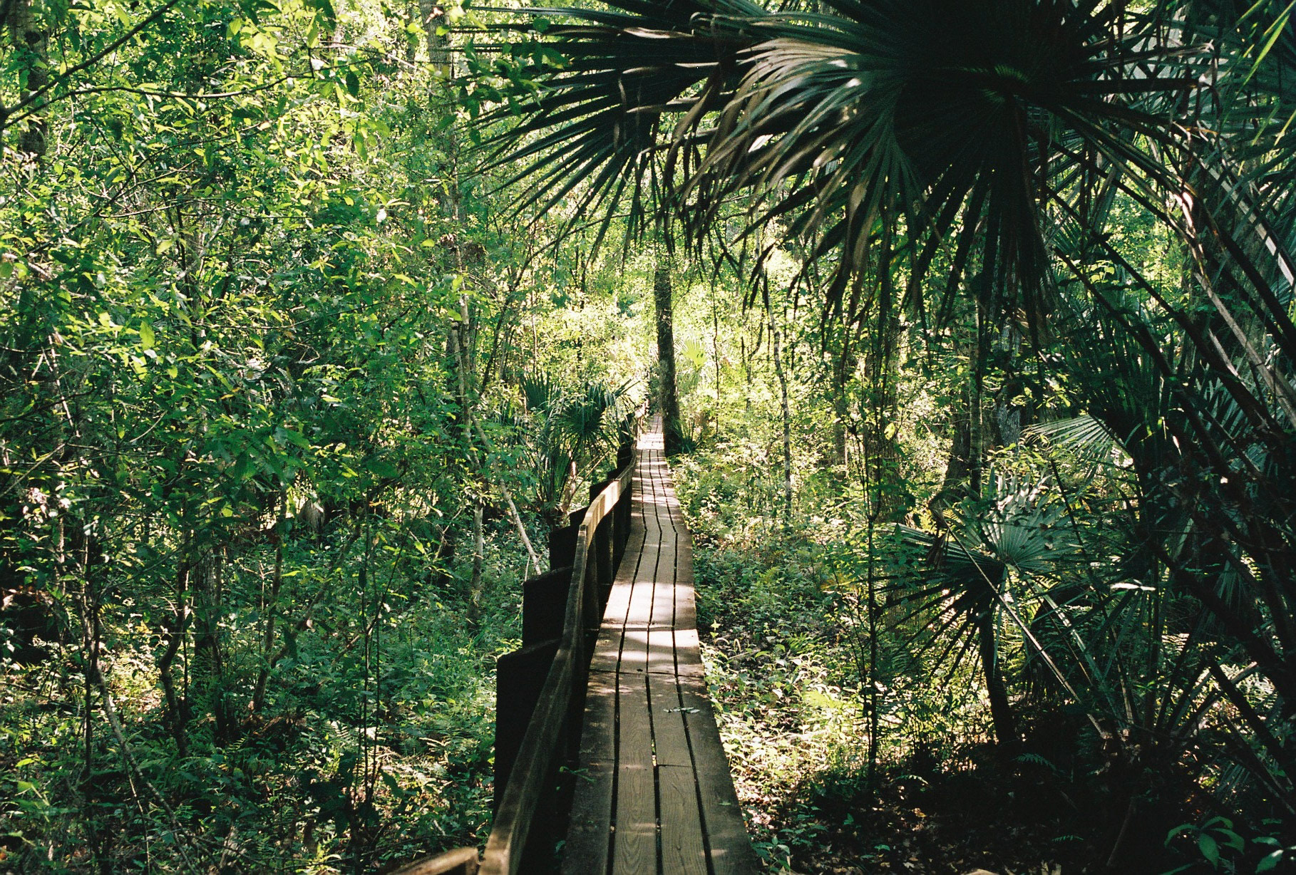 Highlands Hammock State Park