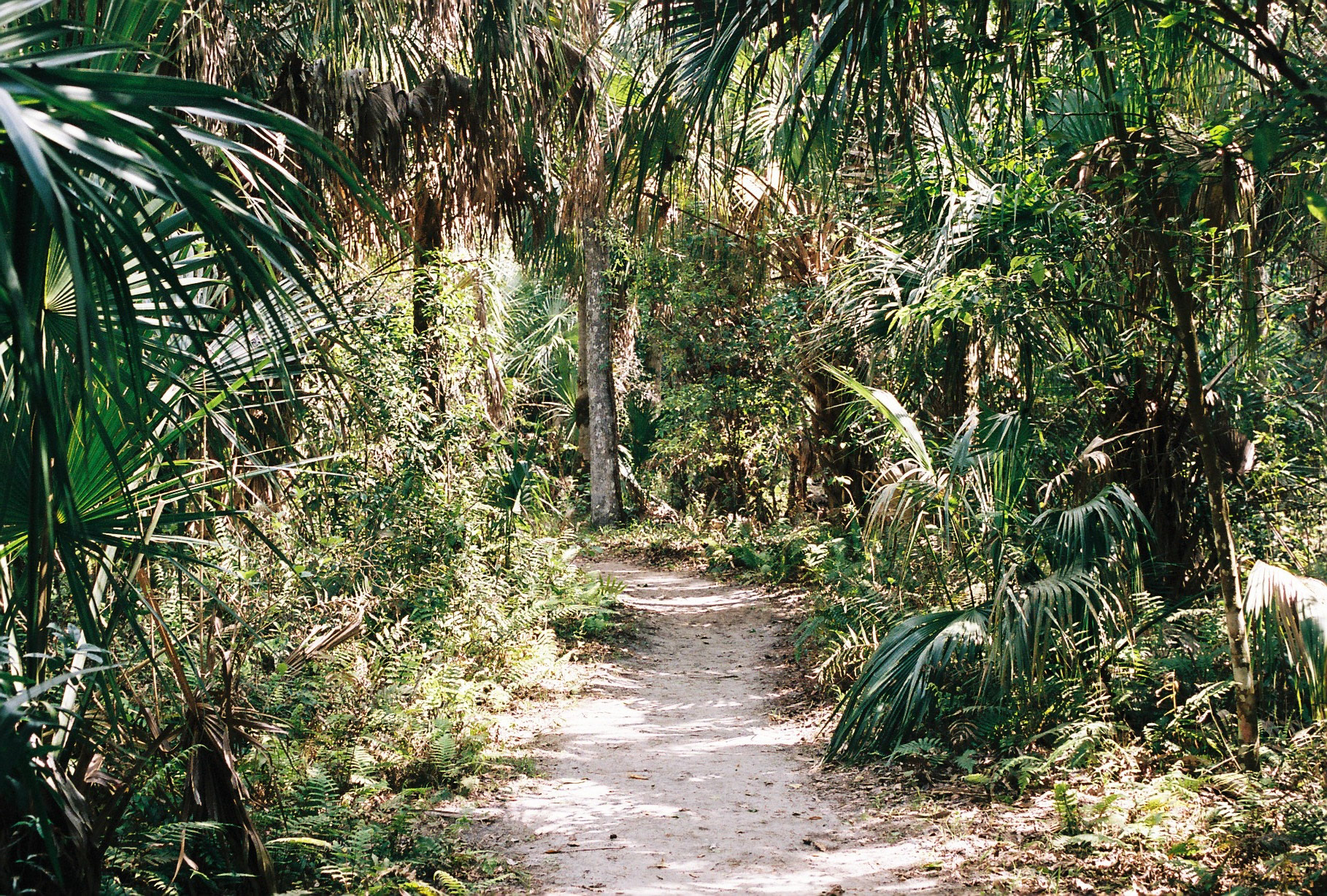 Highlands Hammock State Park
