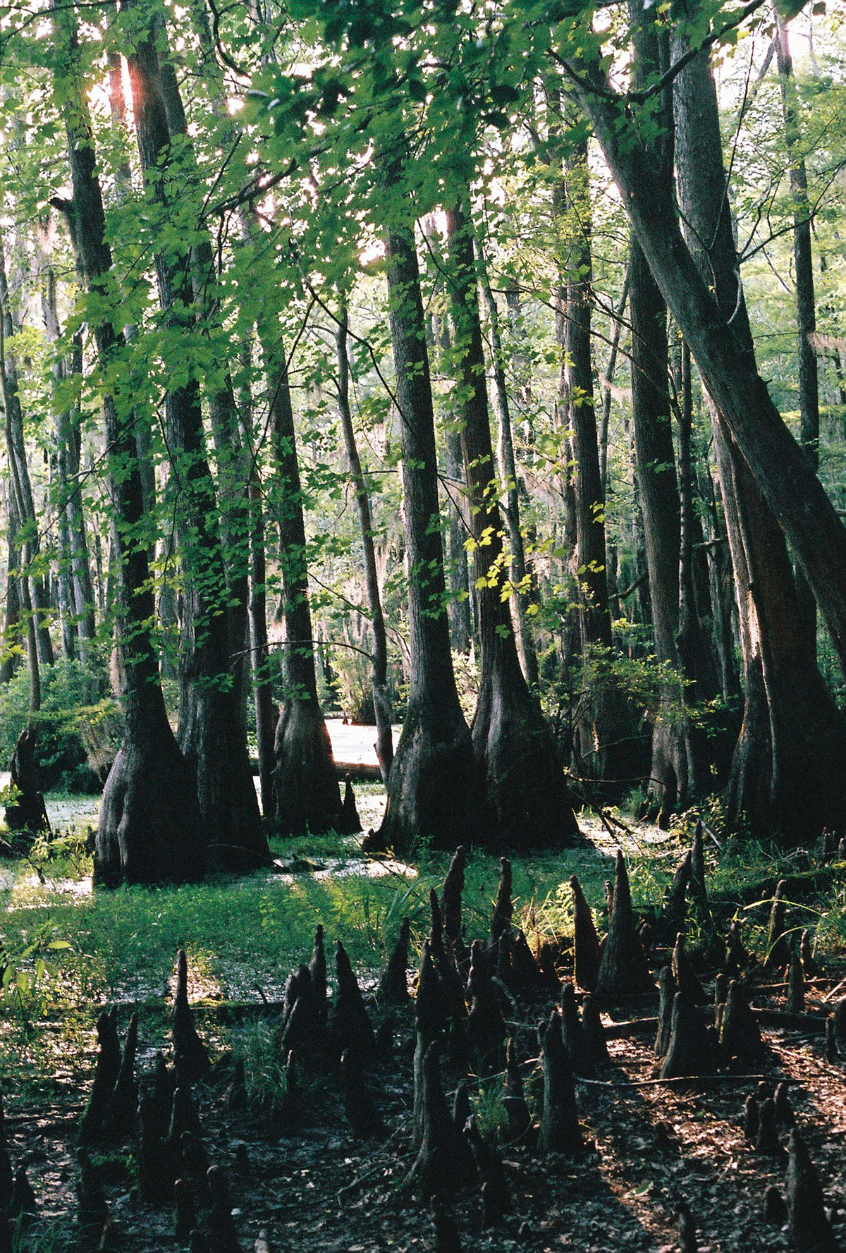 Merchants Millpond