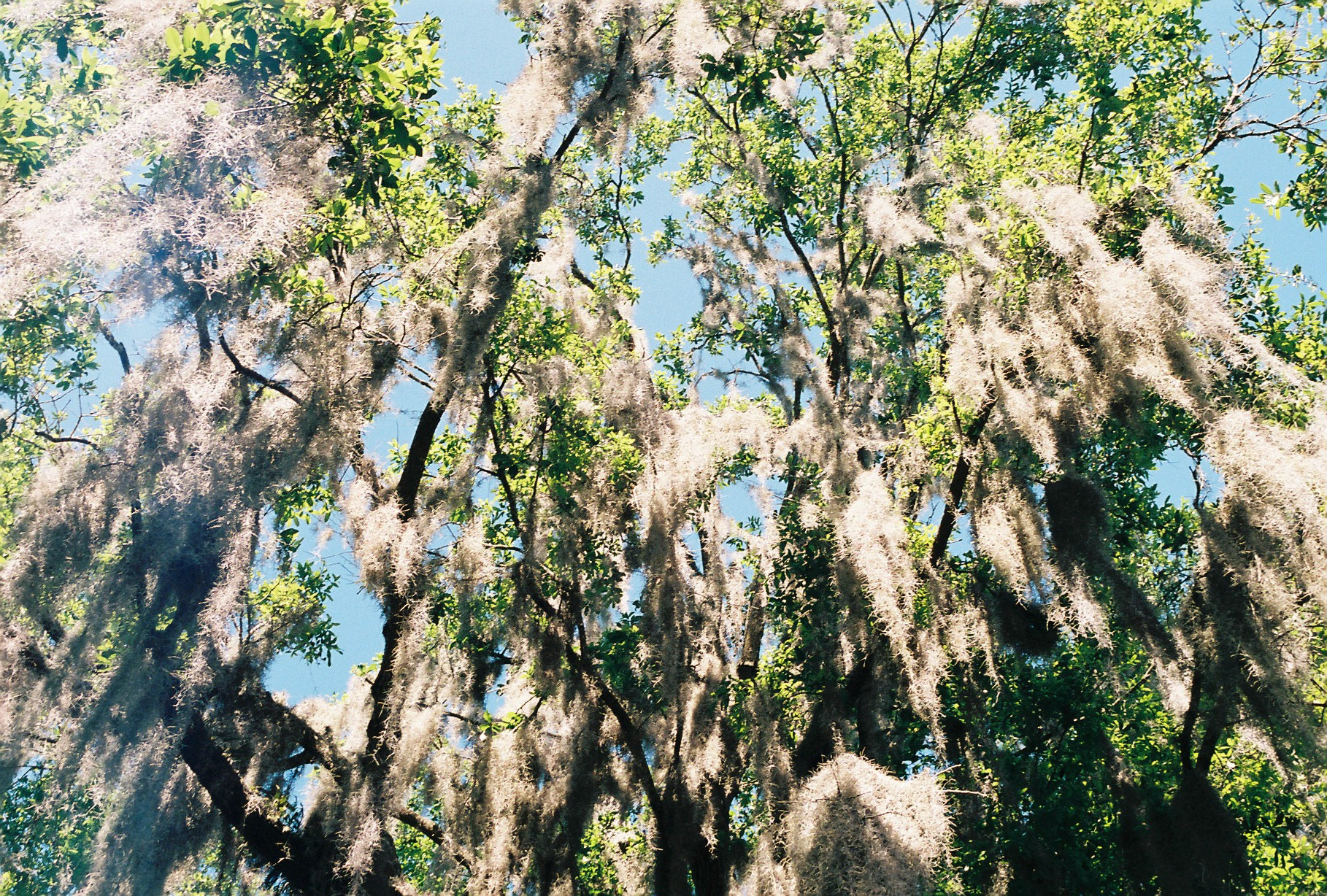 Highlands Hammock State Park