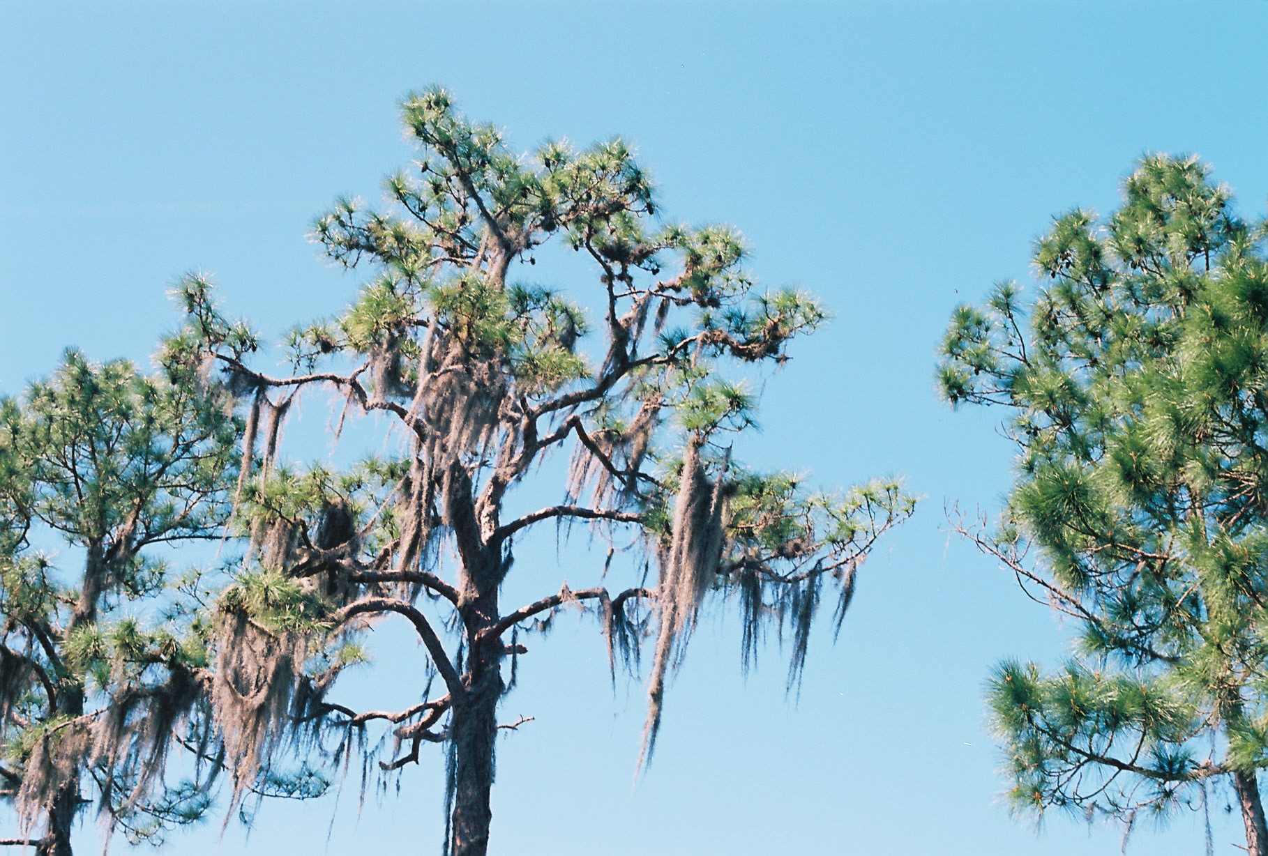 Highlands Hammock State Park