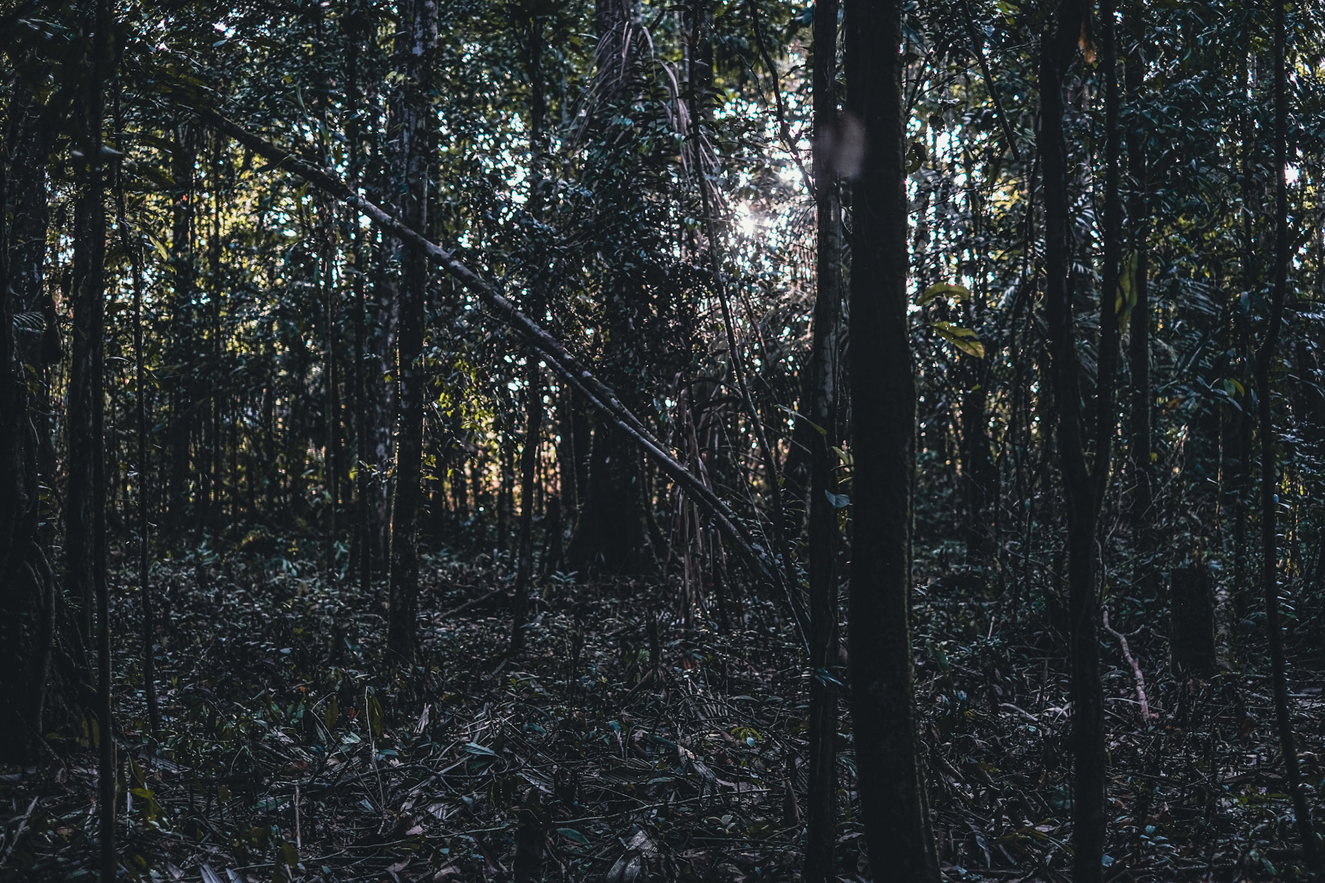 La lumière perce à travers la forêt, phénomène rare en Guyane. Derrière cette nouvelle lisière c’est le vide, qui fera place un jour à un champ de panneaux photovoltaïques