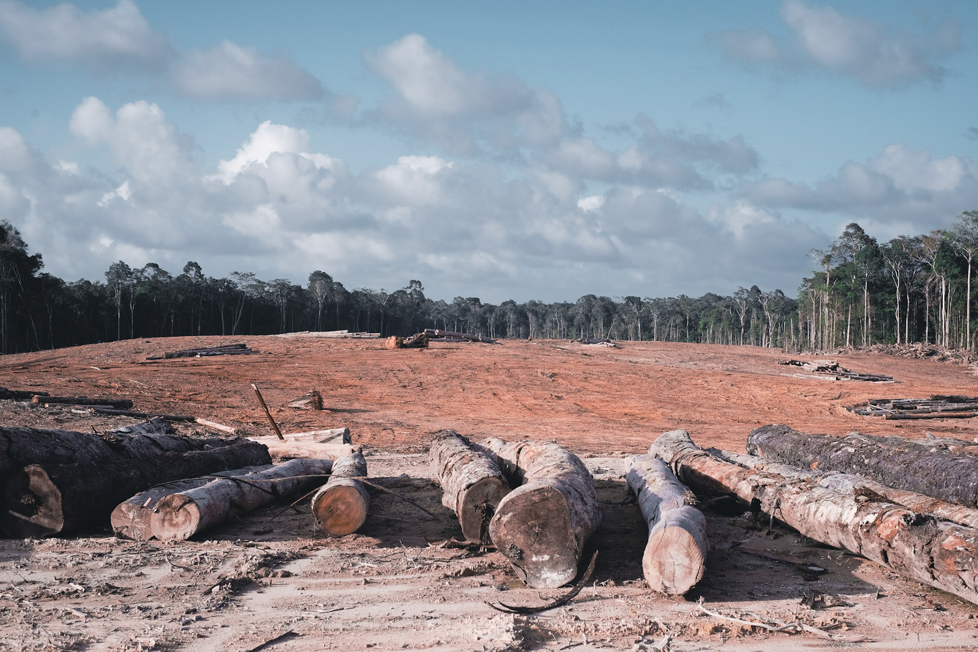 Terrain des affrontements entre habitants et forces de l’ordre il y a tout juste un an, la surface déboisée impressionne par ses dimensions et l’absence qui parait anormal des sons de la forêt. À termes c’est 75 hectares qui devraient être à ce point défrichés