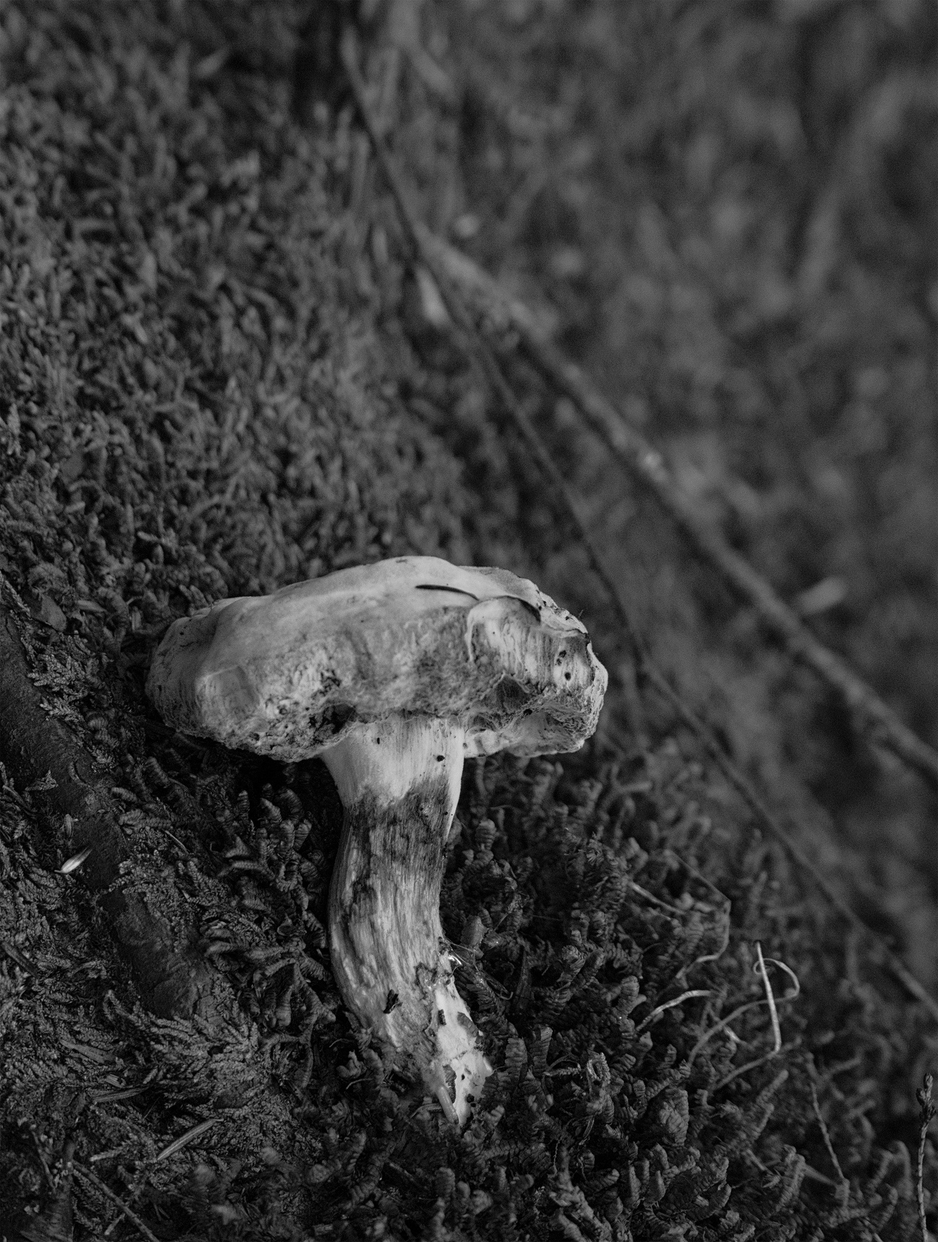 PhotoWeekender - Mushroom Head