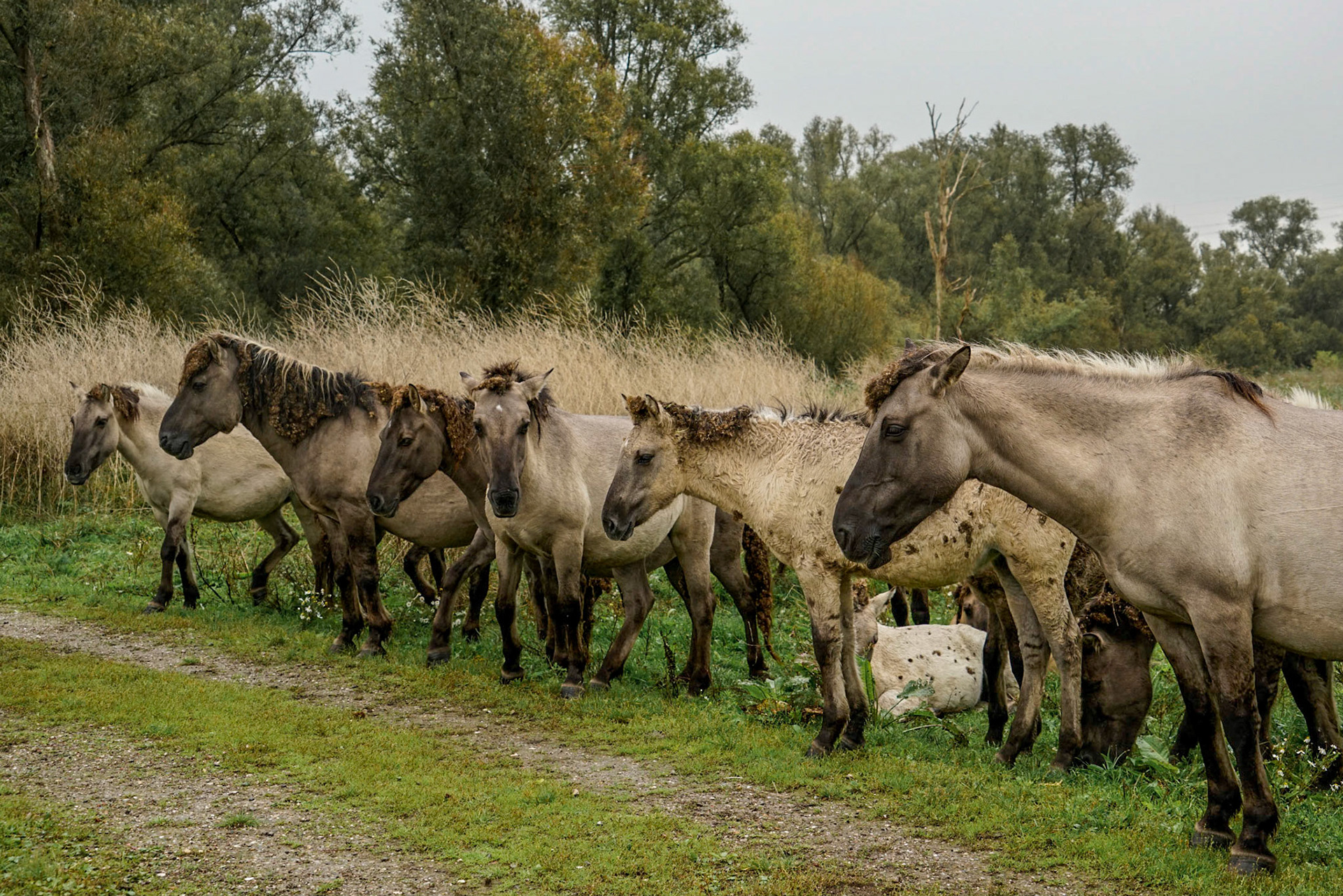 Konikhorses - Oostvaardersplassen - The Netherlands