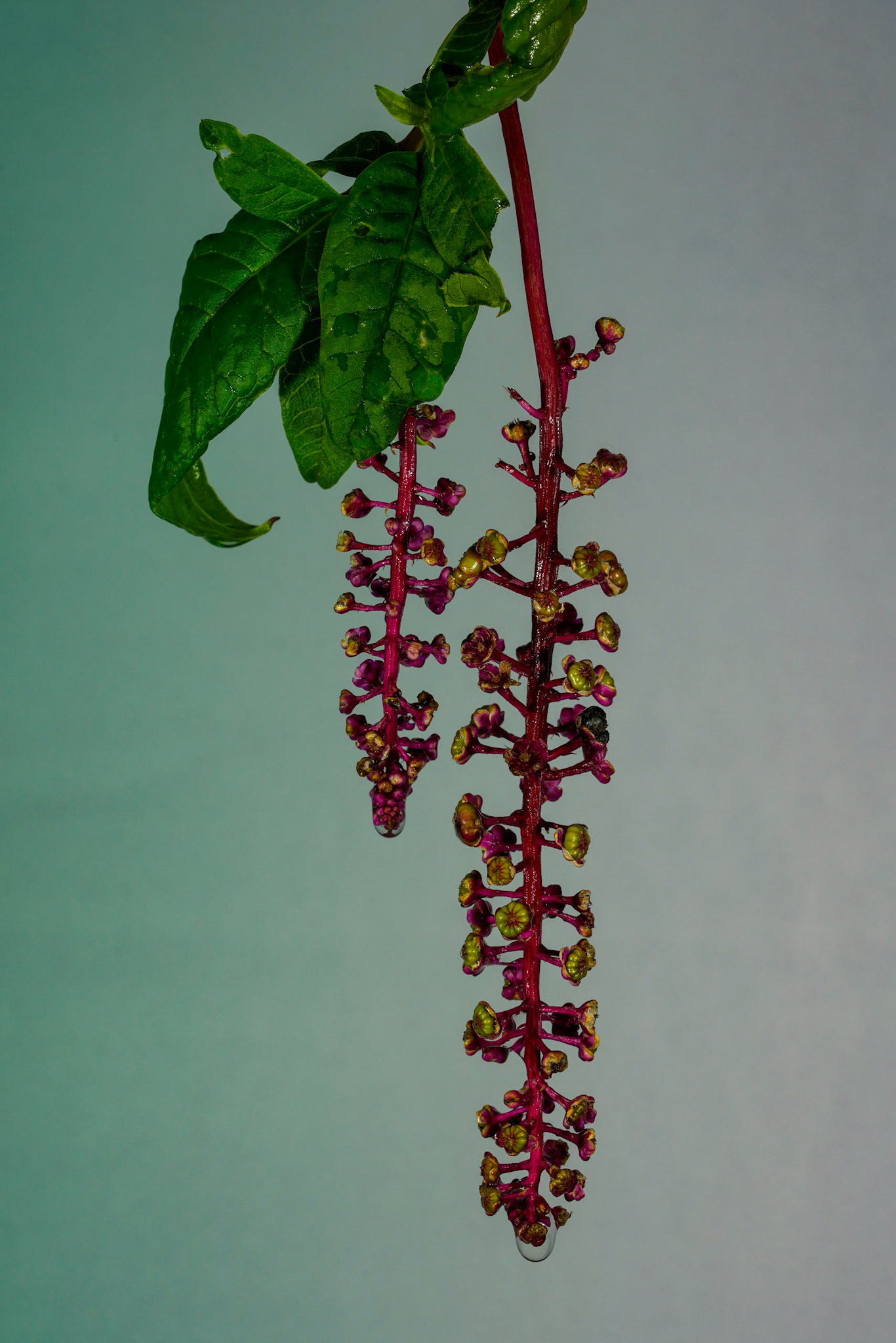 Karmozijnbes or Phytolacca americana