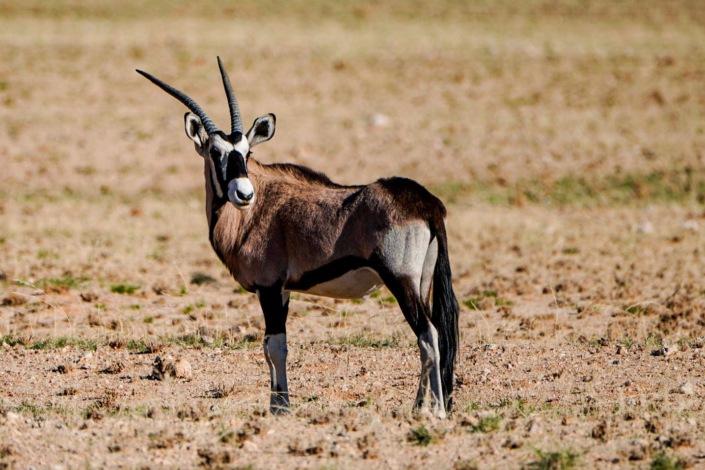 Oryx - Namibië