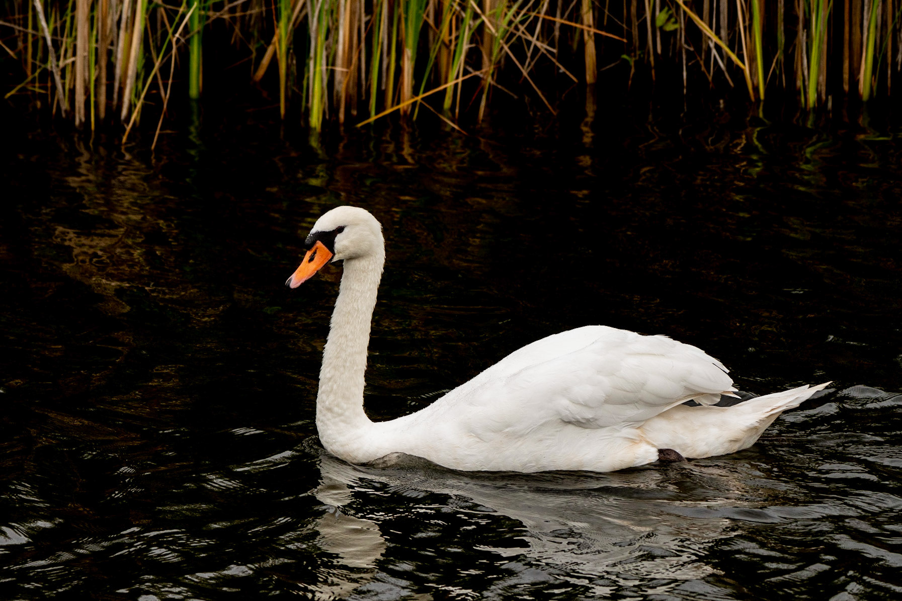 White Swan
