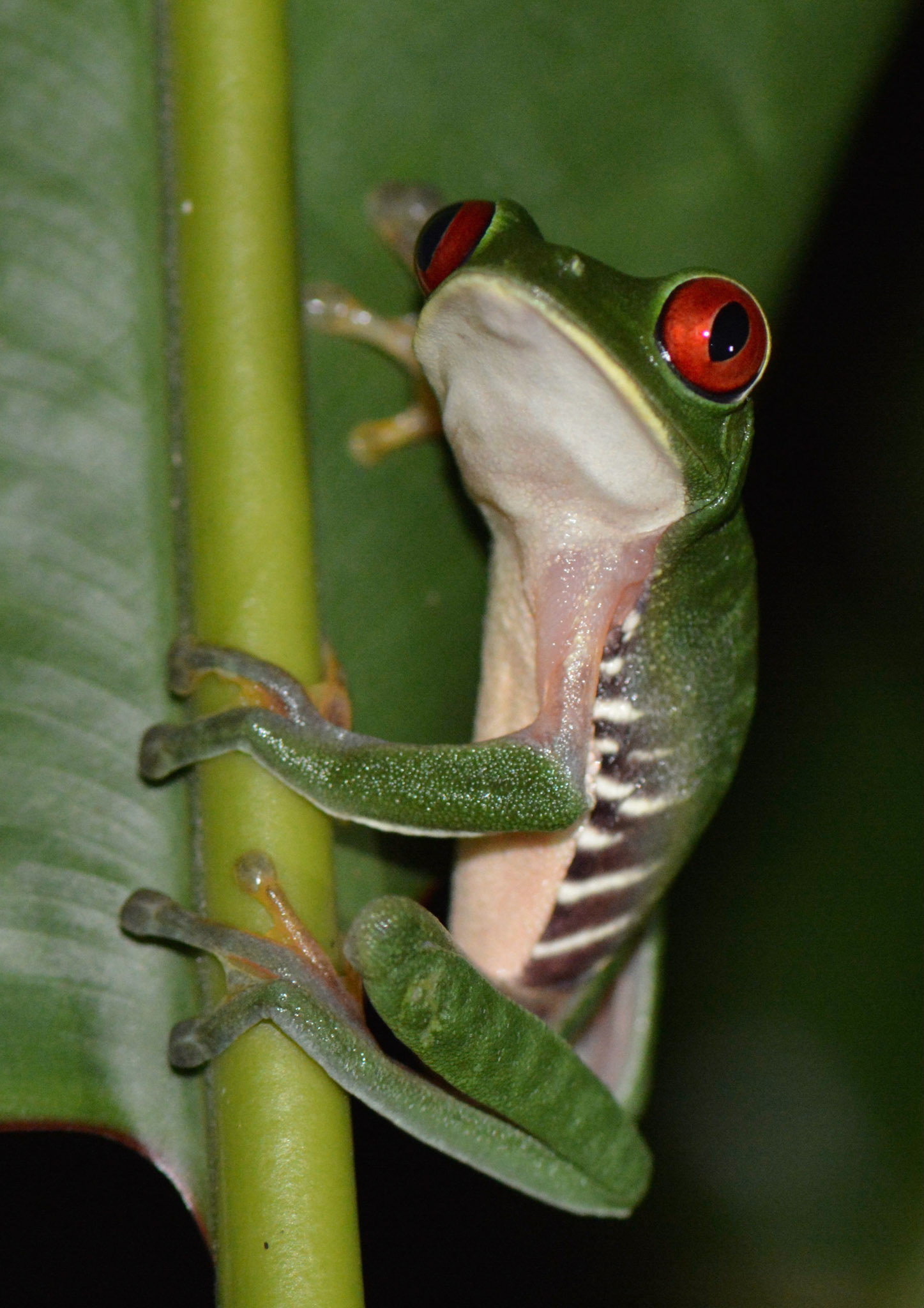 Roodoogmakikikker - Costa Rica