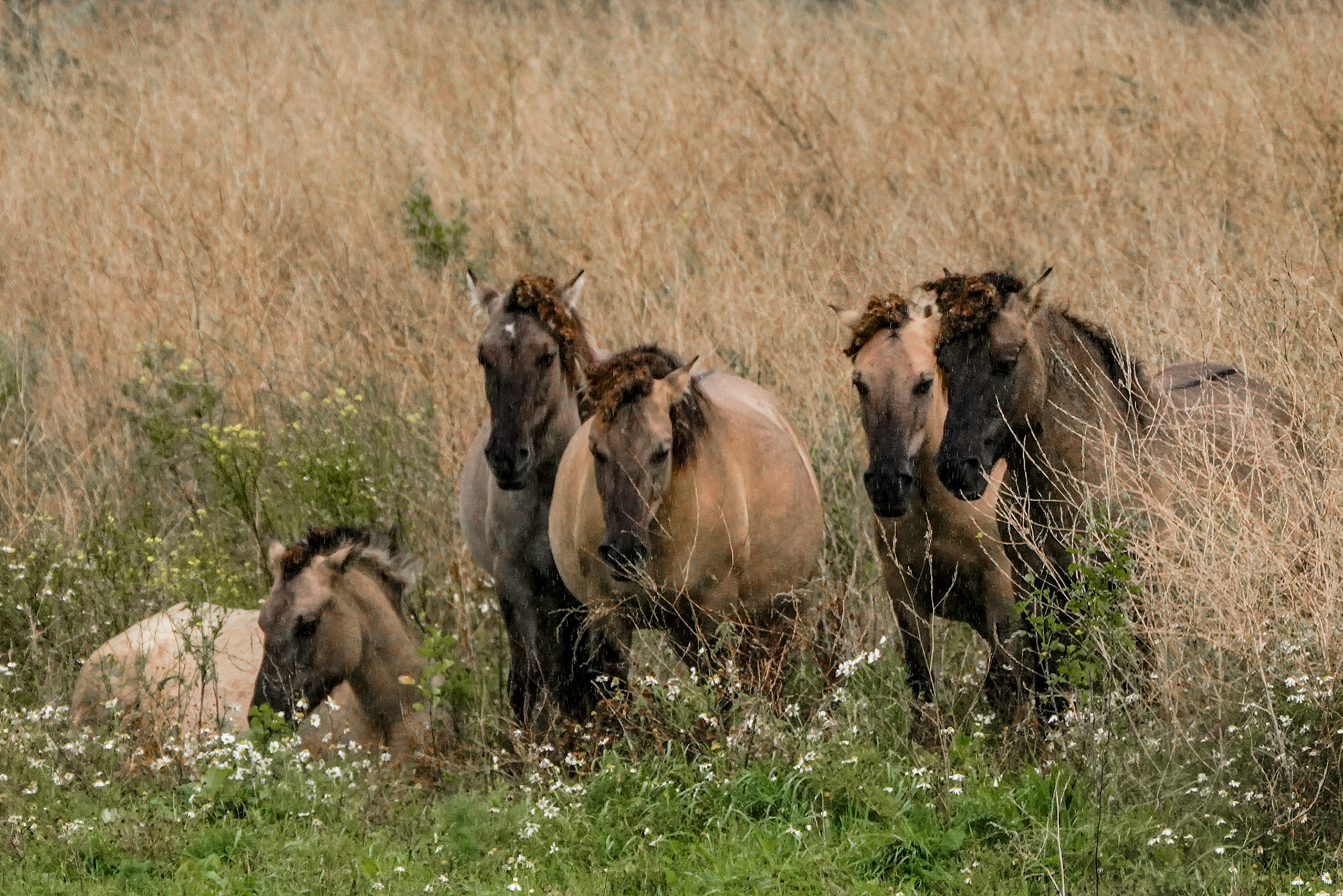 Konikhorses - Oostvaardersplassen - The Netherlands