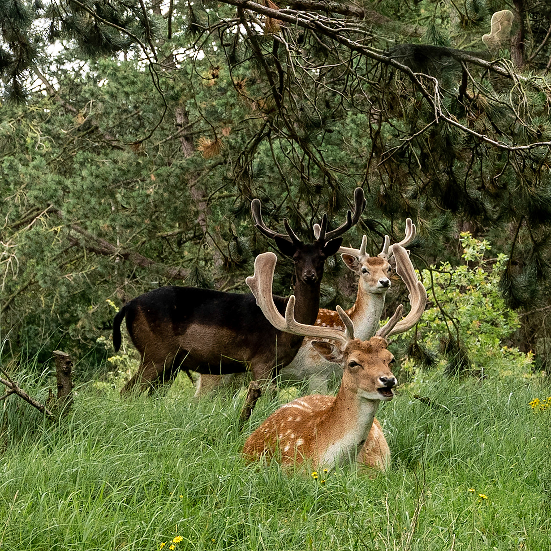 Damdeer - Waterleidingduinen - Zandvoort - The Netherlands