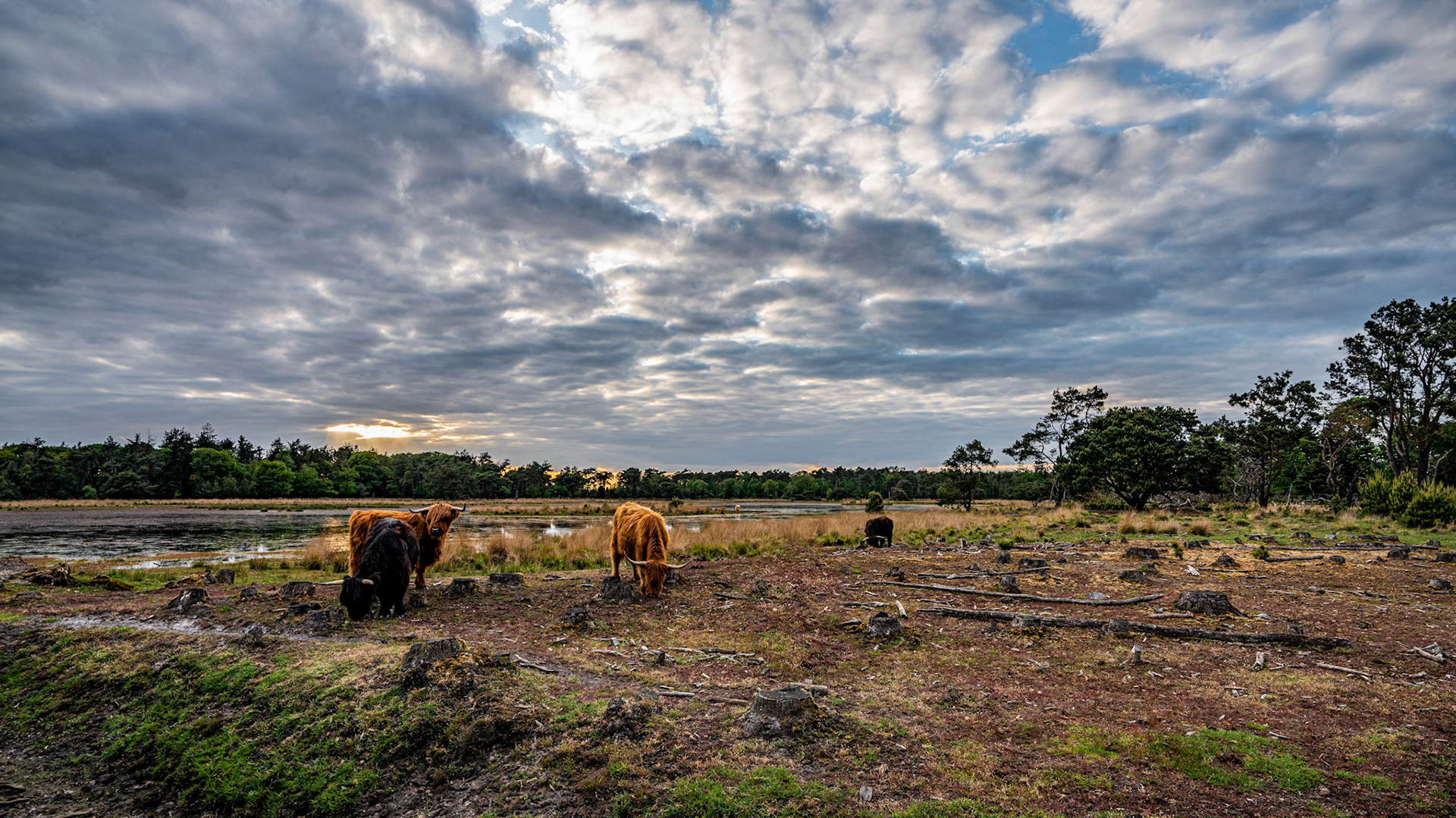 Scottish Highlander - Someren - The Netherlands