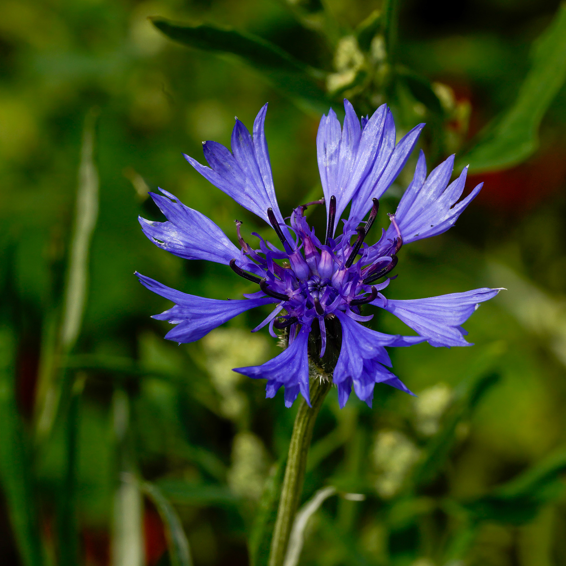 Cornflower