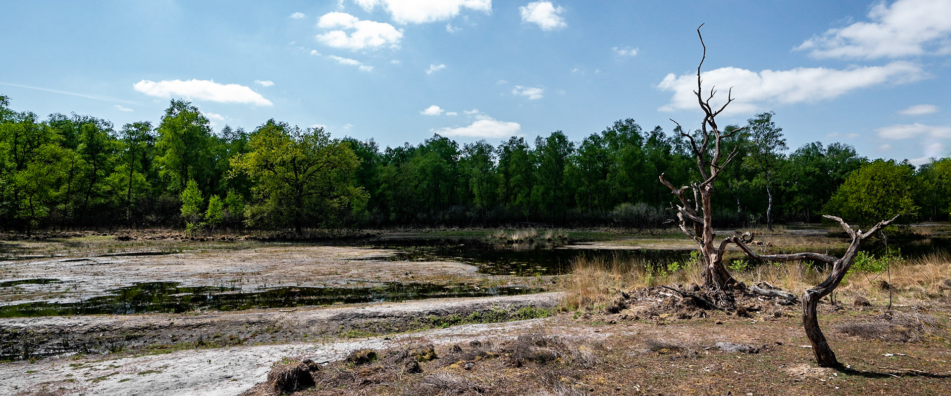 NP Maasduinen - The Netherlands