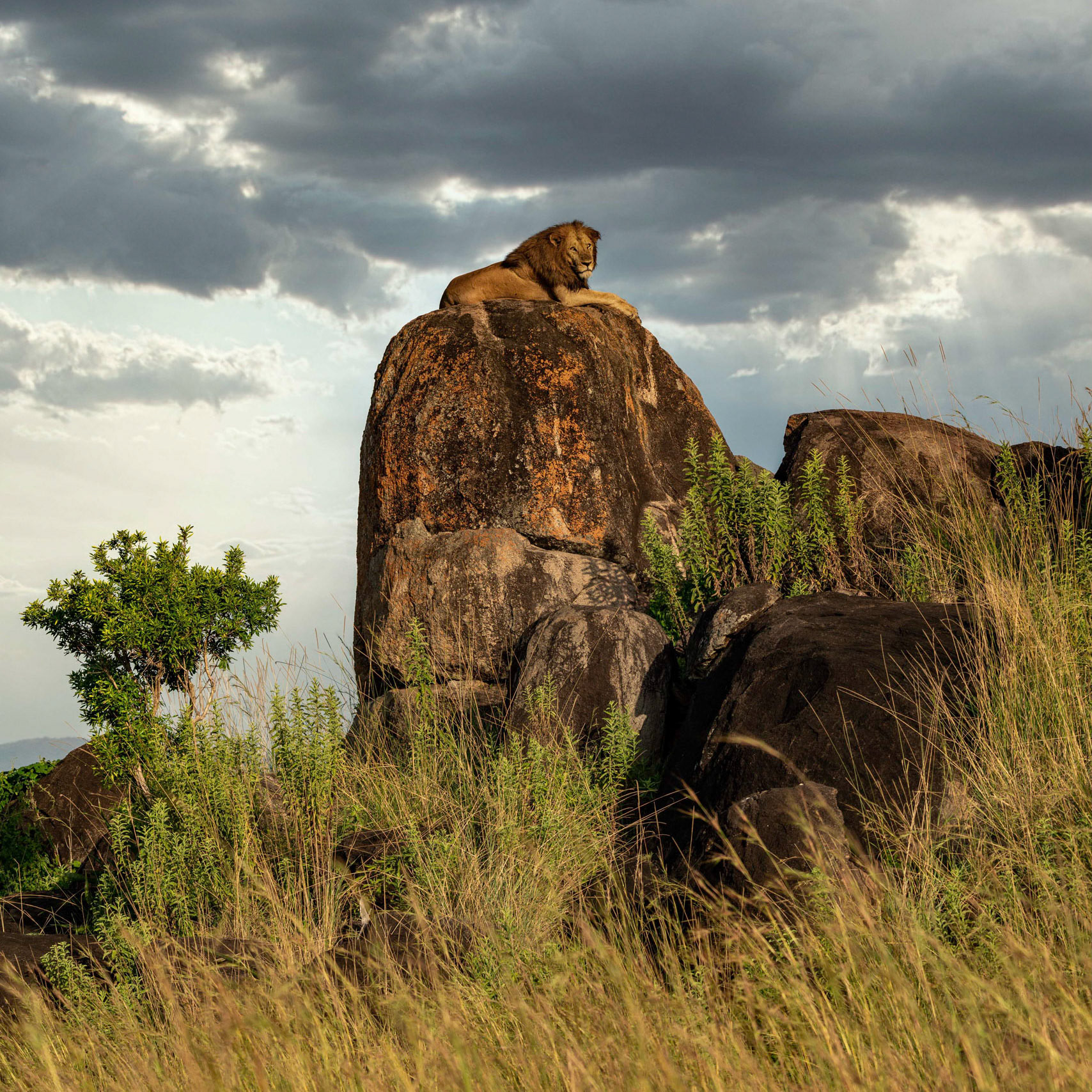 Lion king - Uganda