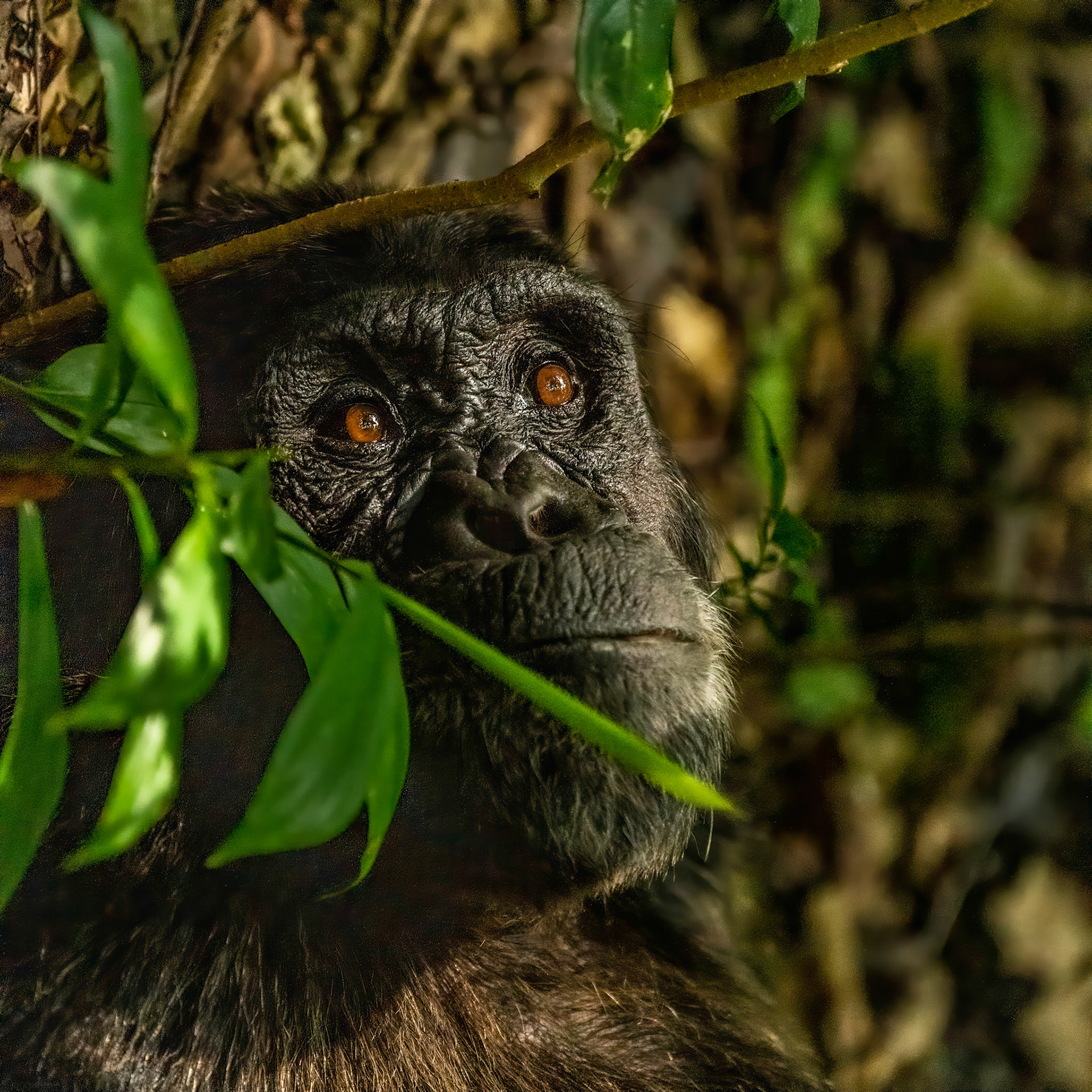 Chimpanzee - Uganda