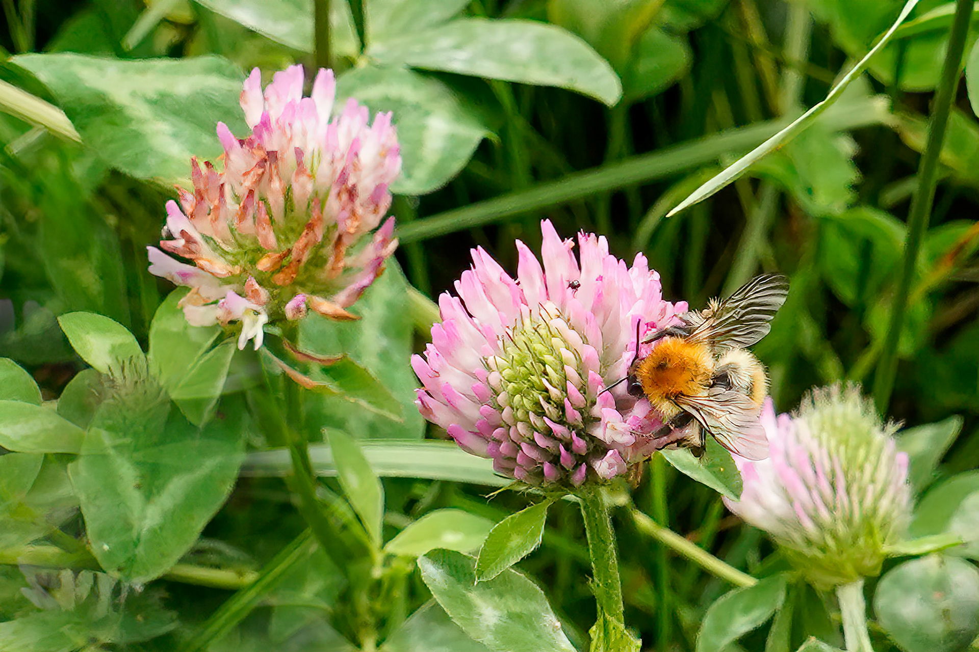 Rode klaver or Trifolium pratense