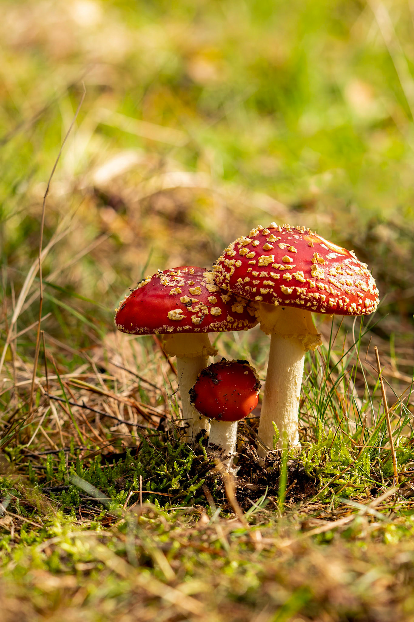 Vliegenzwam or Fly Agaric Mushroom