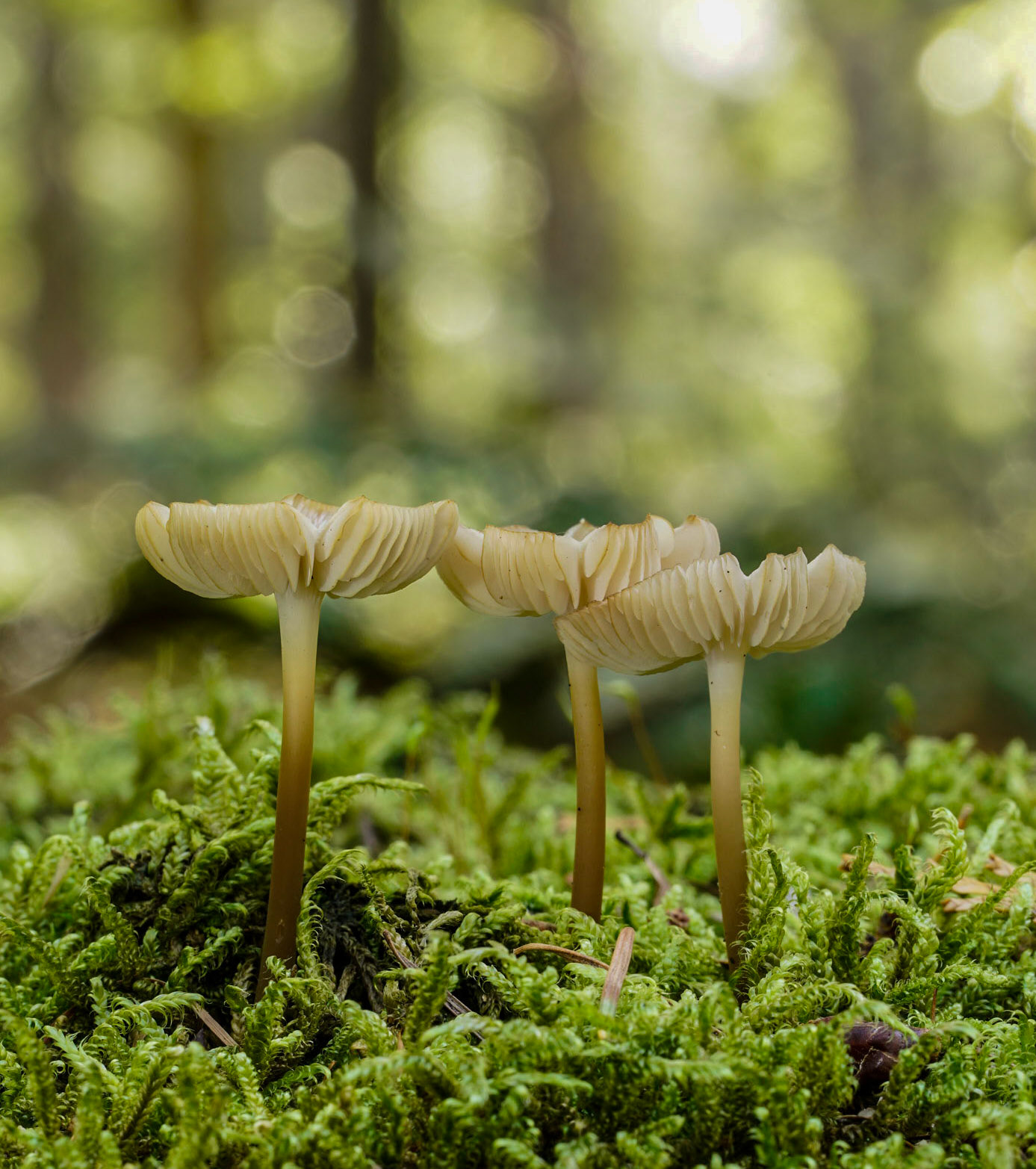 Mushroom Yellow-white Russula