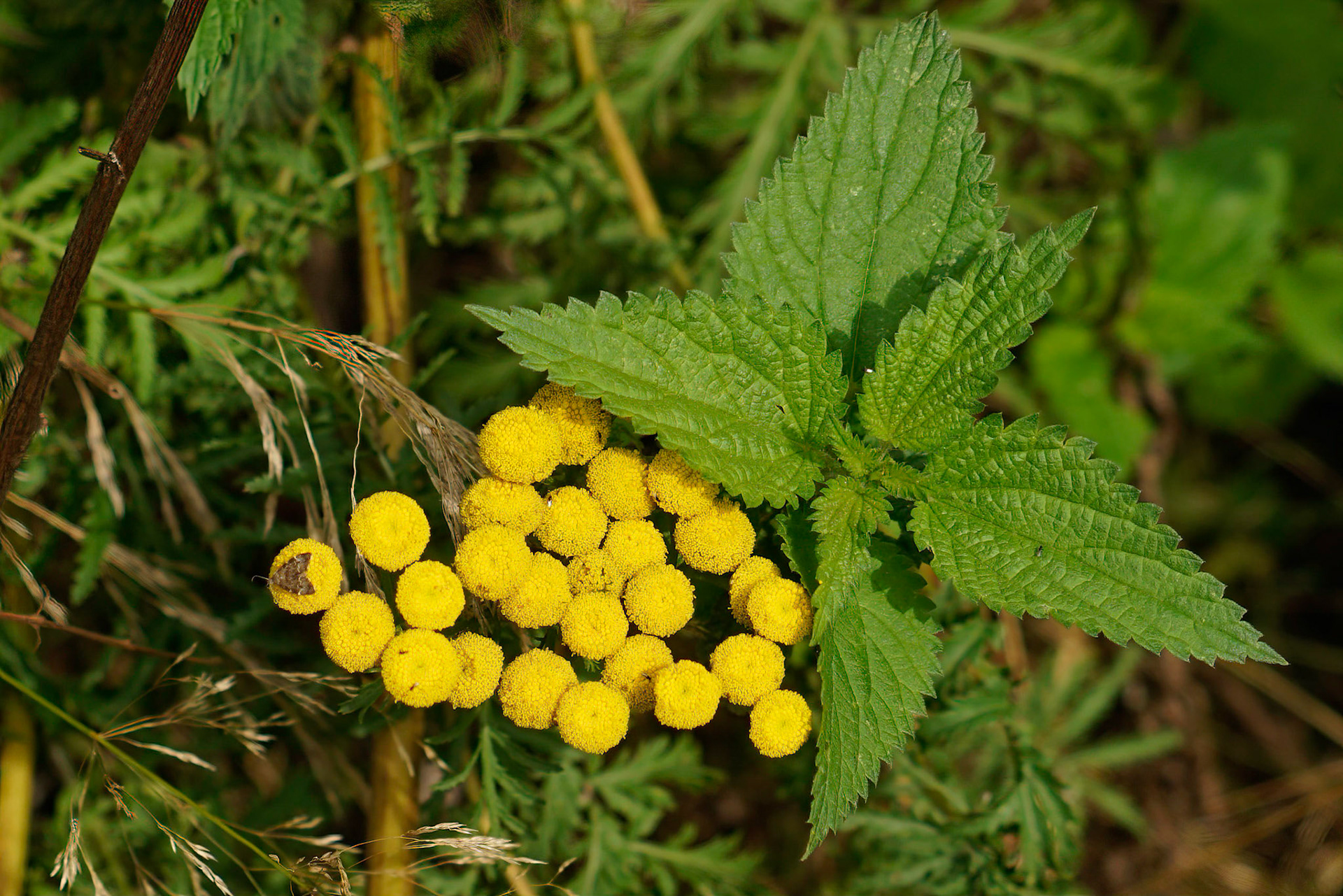 Boerenwormkruid 0r Tanacetum vulgare