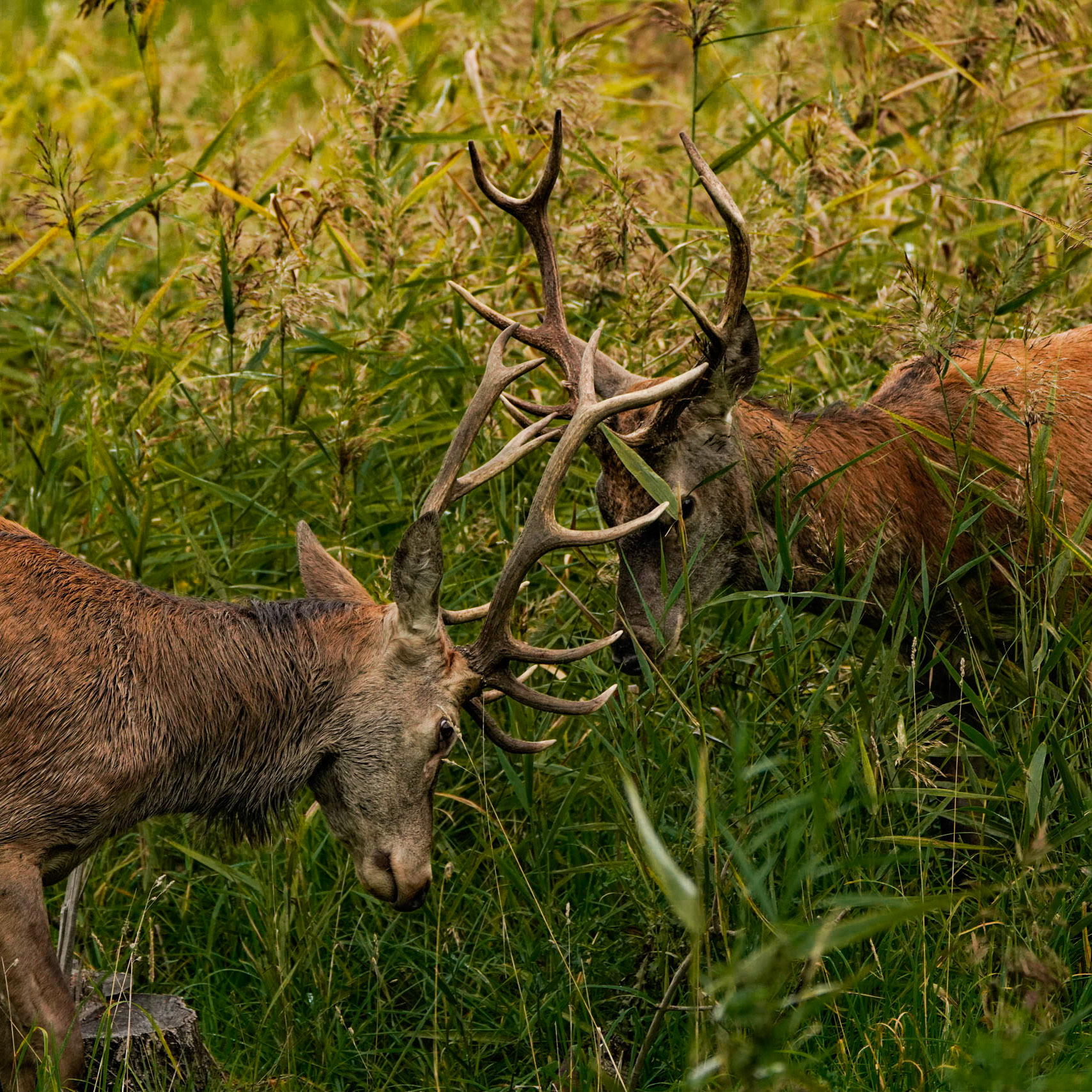 Red deers / Edelherten - The Netherlands
