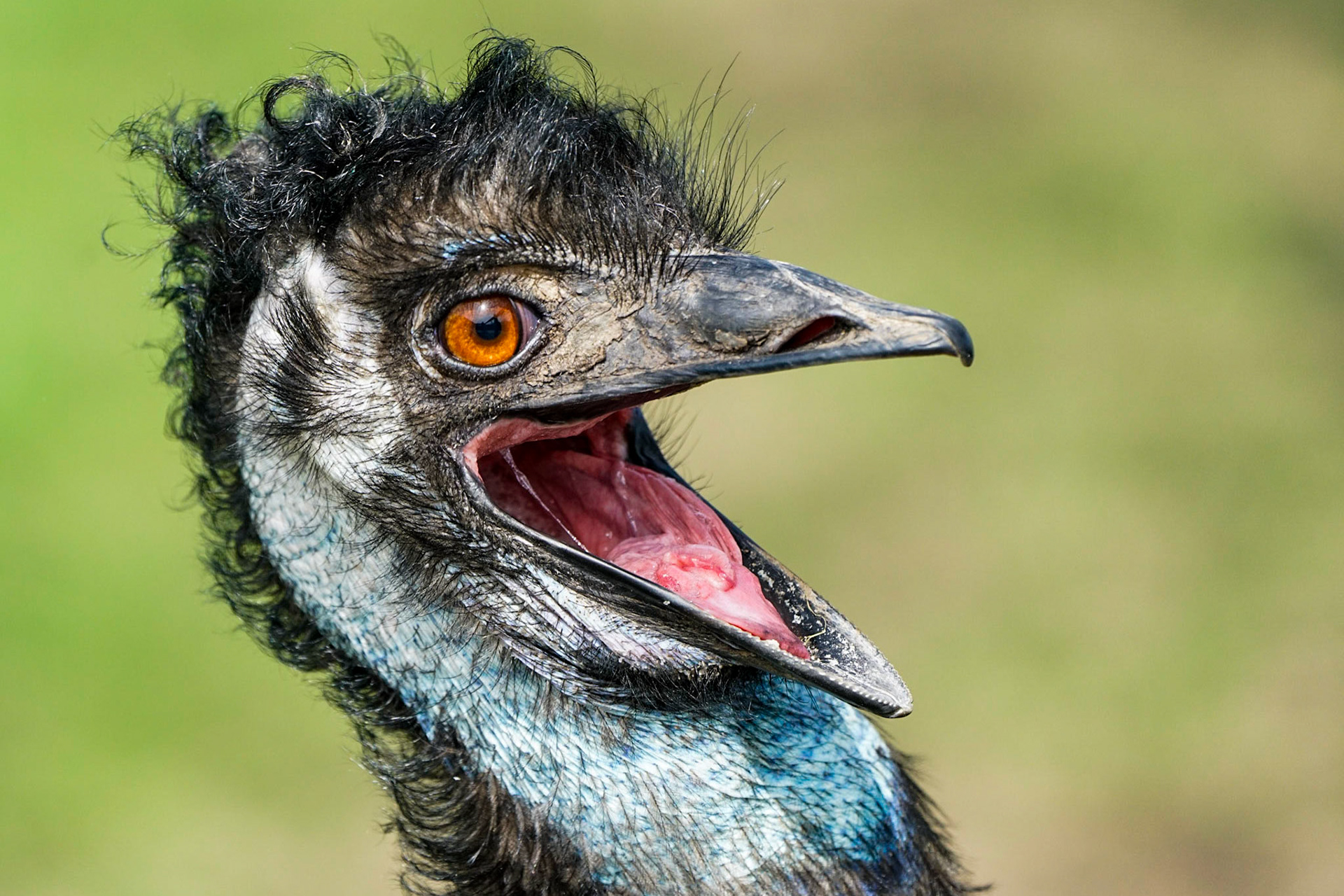 Emu - The Netherlands