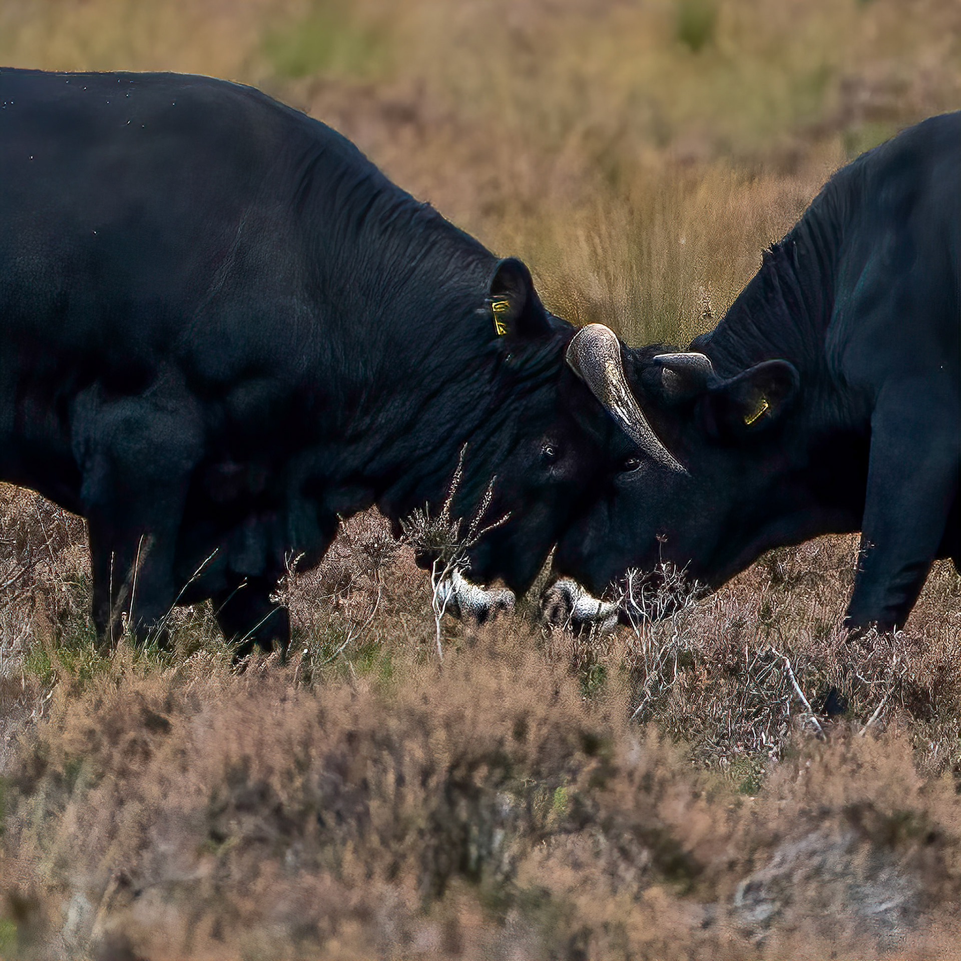 Fighting Bulls